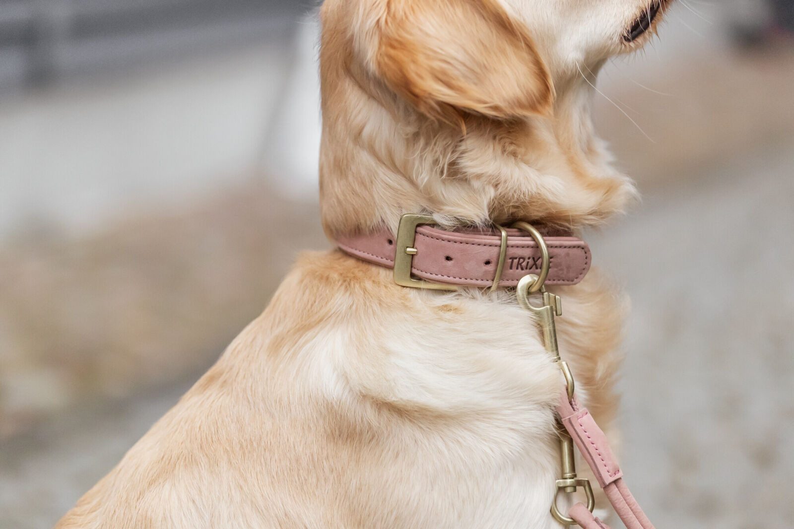 TRIXIE Hunde-Halsband Pure Halsband, Leder extra breit - rosa - 25–31 cm/25 mm, Leder