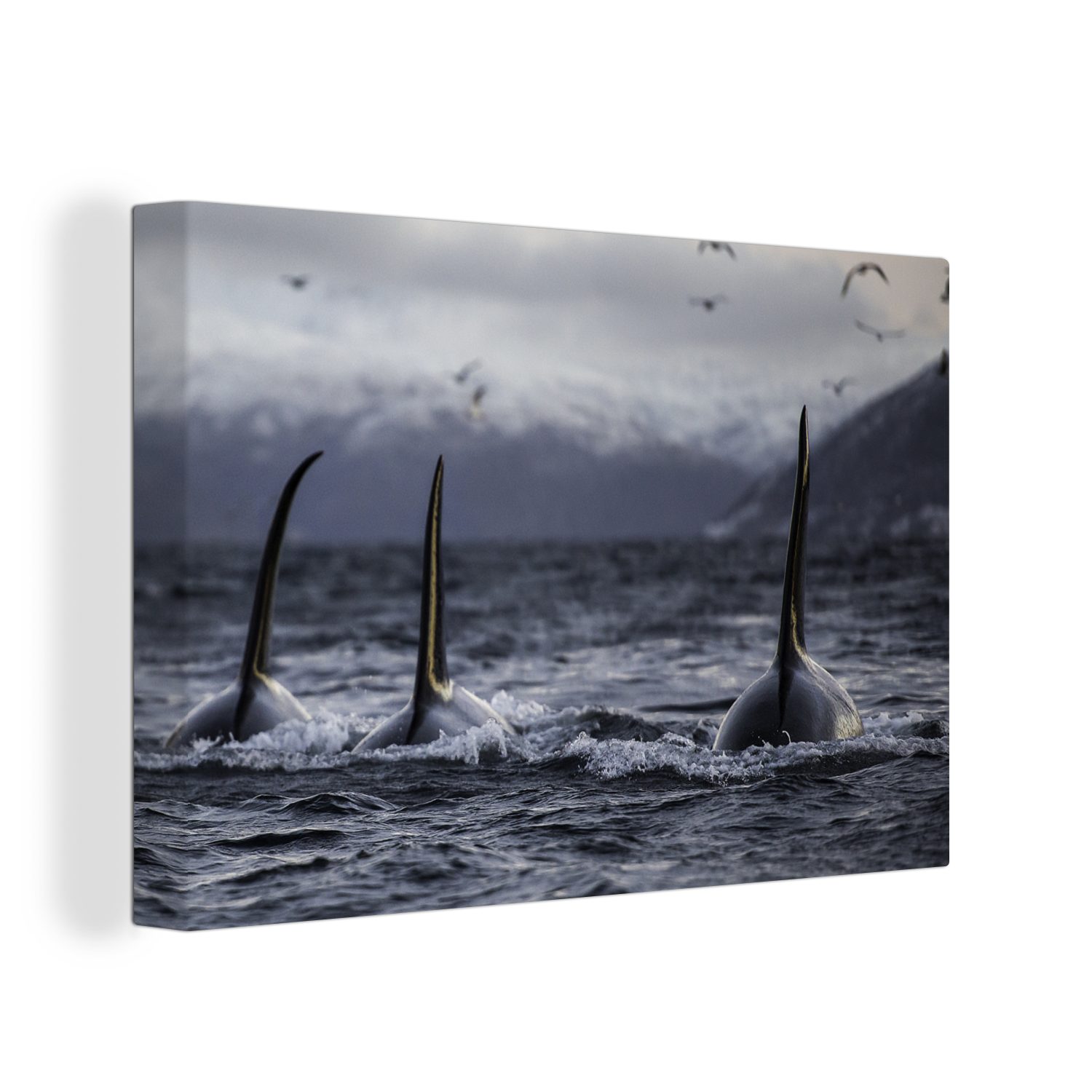Leinwandbild Drei Orcas