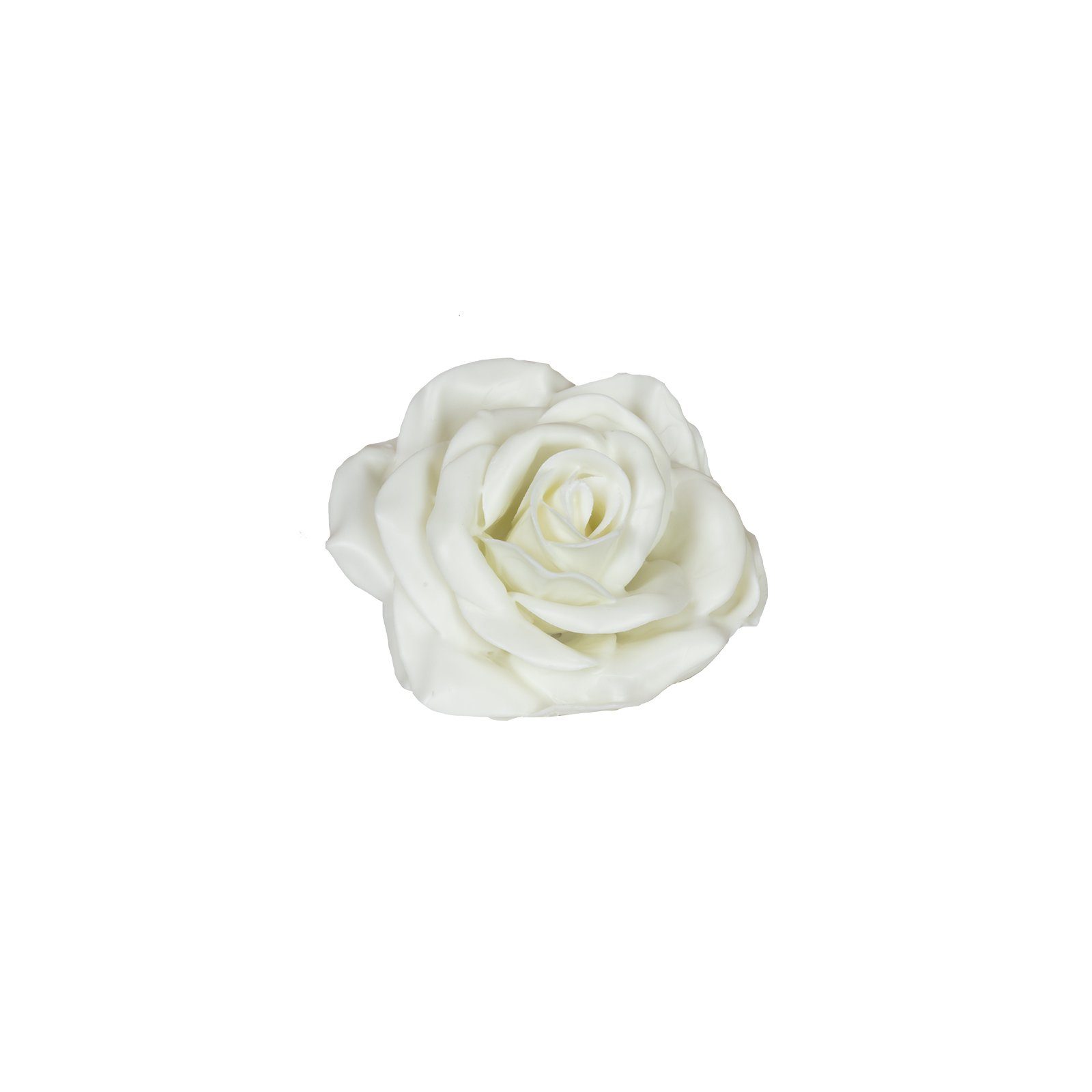 Trockenblume 10er-Set Wachsrose - Soft White, Primera, Höhe 20 cm