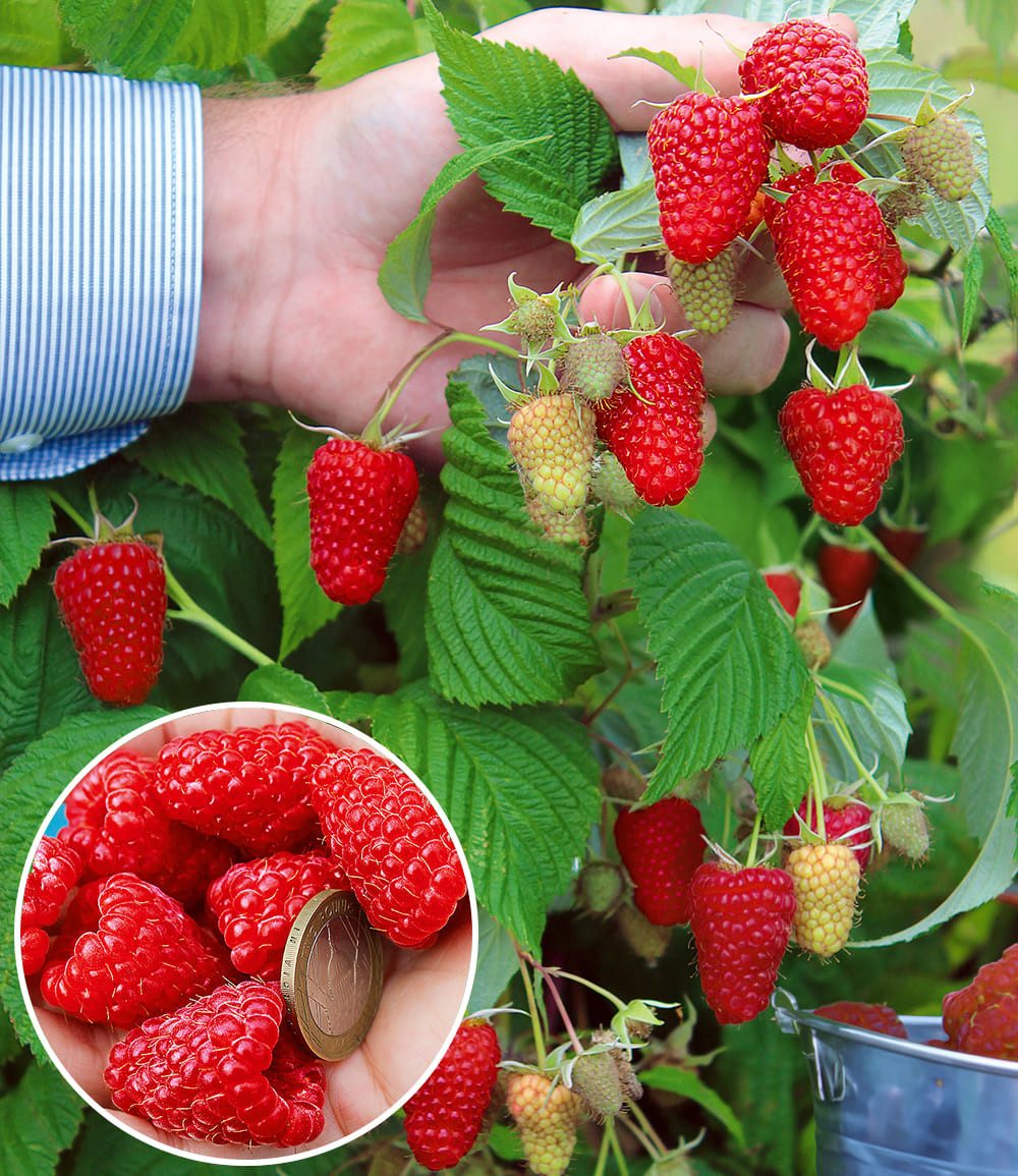 BALDUR Garten Obstpflanze Riesenhimbeere Primeberry® Autumn Happy®, 2 St., Herbst-himbeere, ertragreich,winterhart, mehrjährig