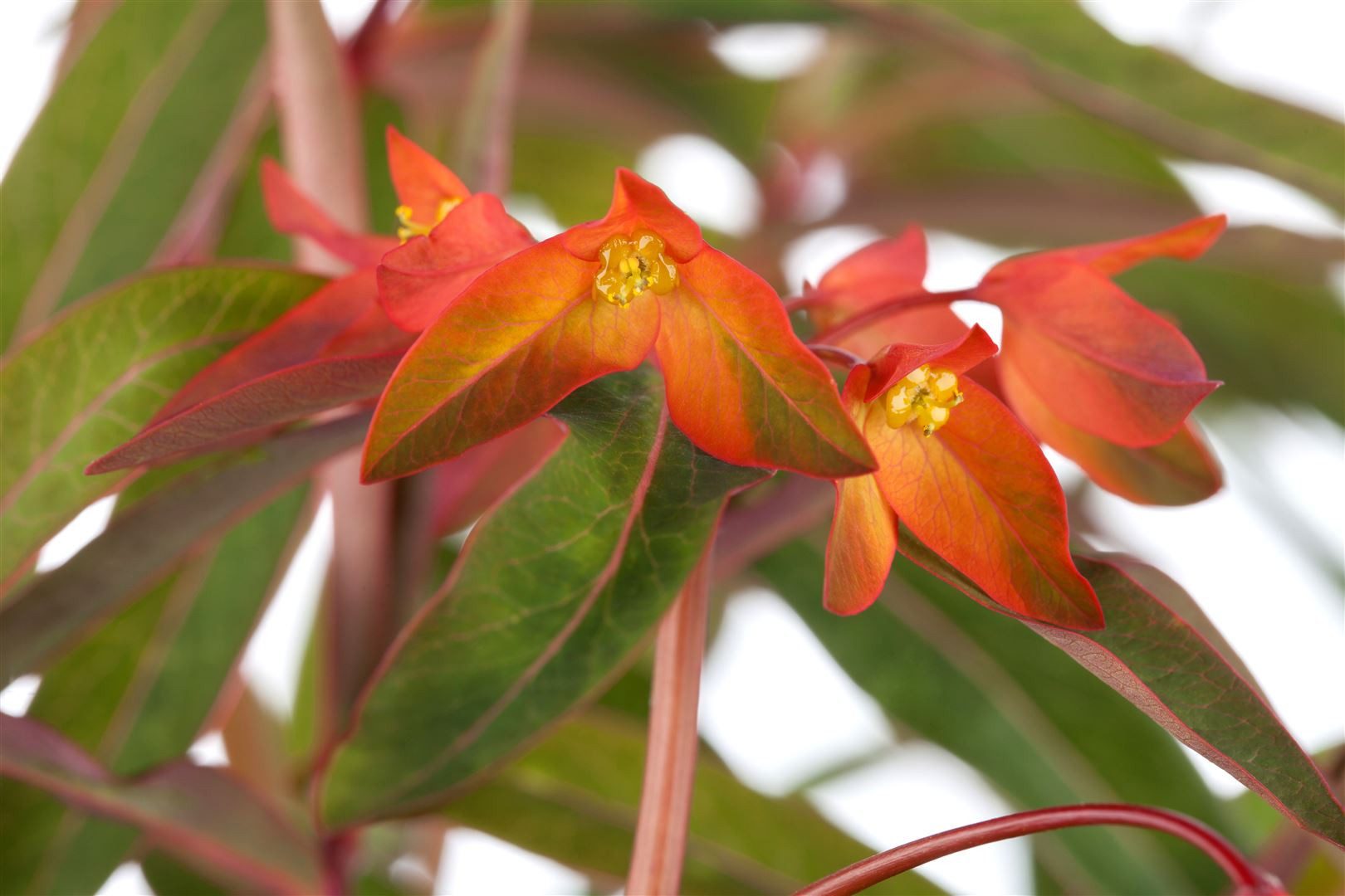 Pflanzen für Dich Staude Euphorbia griff. Fireglow, 1 St., Griffiths Wolfsmilch, Feuer-Wolfsmilch