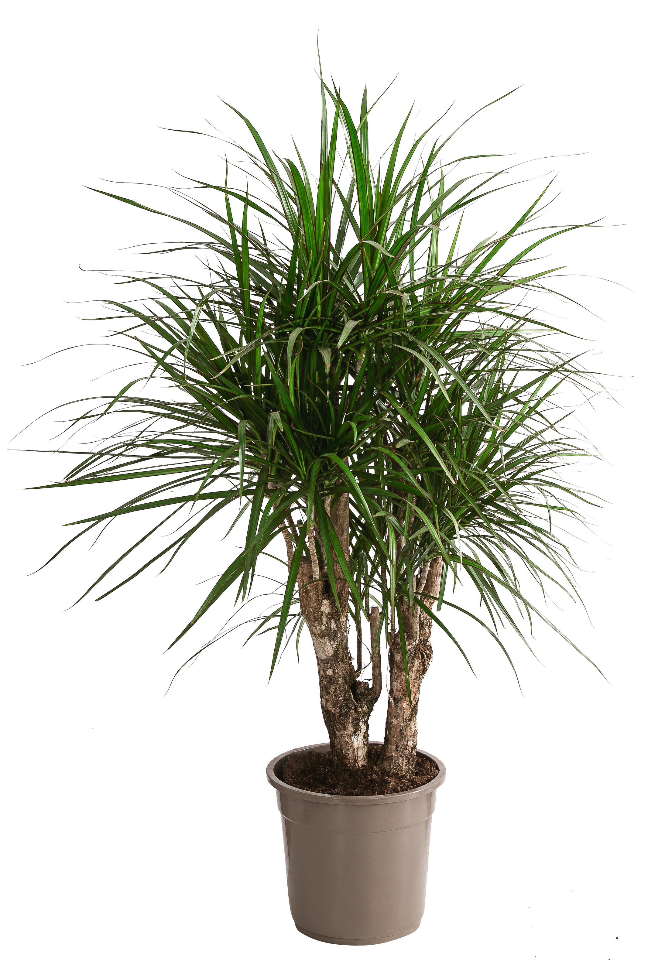 Dehner Zimmerpflanze Drachenbaum