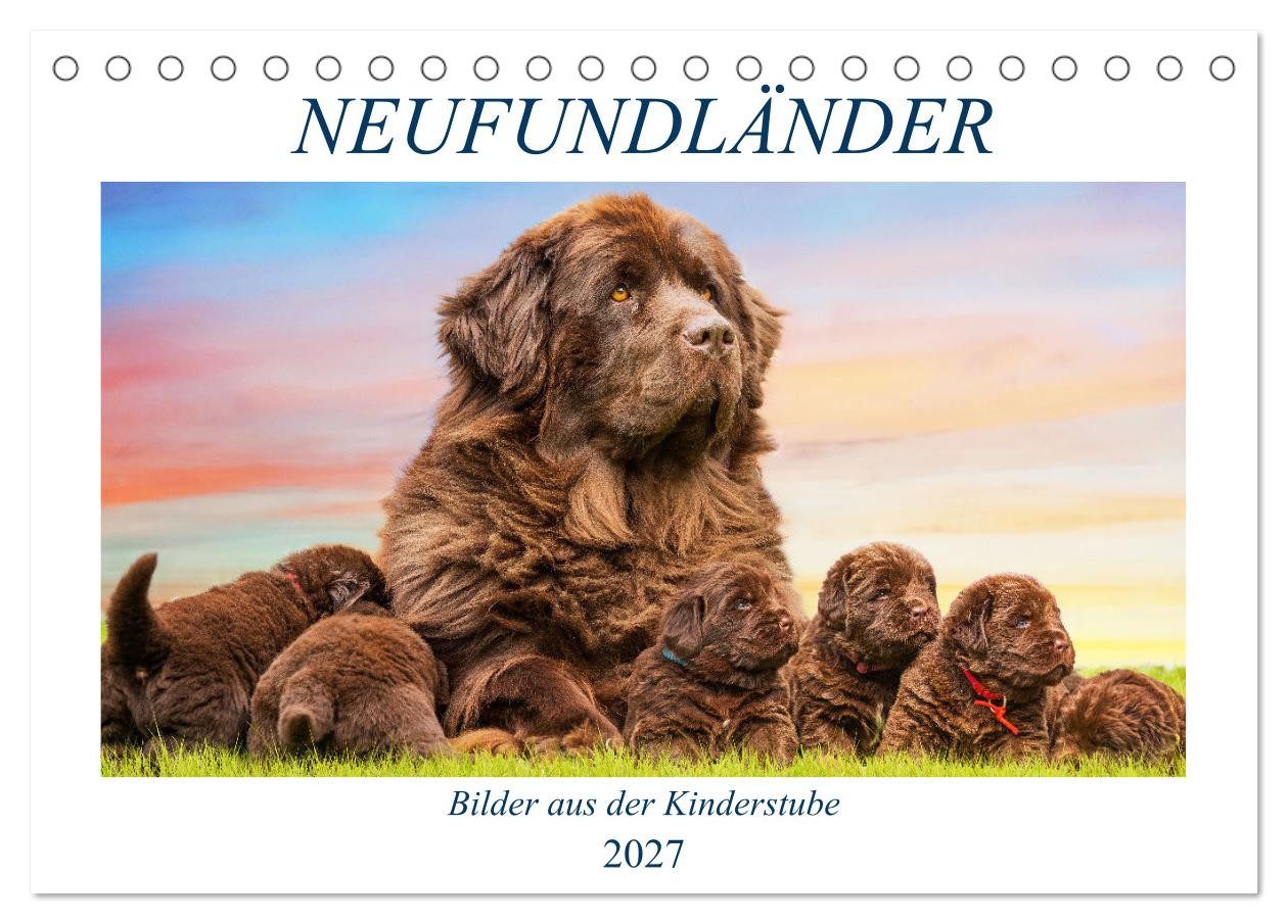CALVENDO Wandkalender Neufundländer - Bilder aus der Kinderstube (Tischkalender 2027 DIN A5