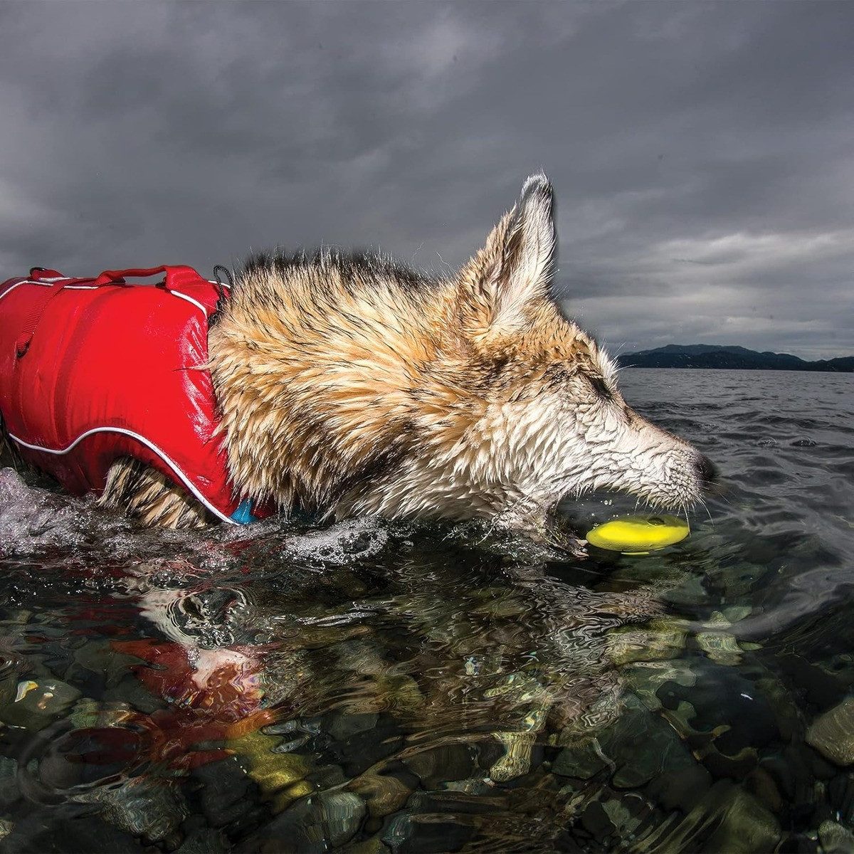 kurgo Wasserspielzeug Hundespielzeug Skipping Stones 3er Pack