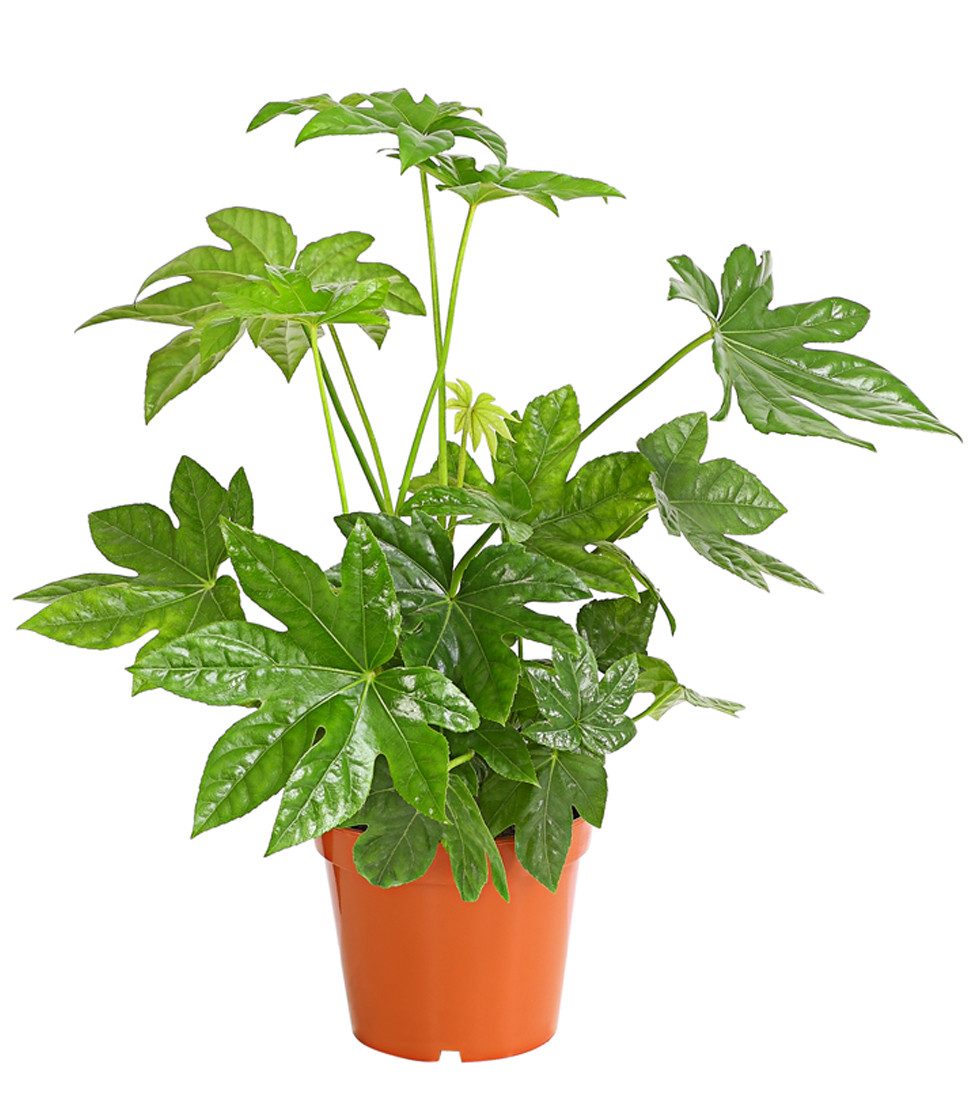 Dehner Zimmerpflanze Zimmeraralie, Fatsia japonica, mit ledrigen, mehrlappi günstig online kaufen