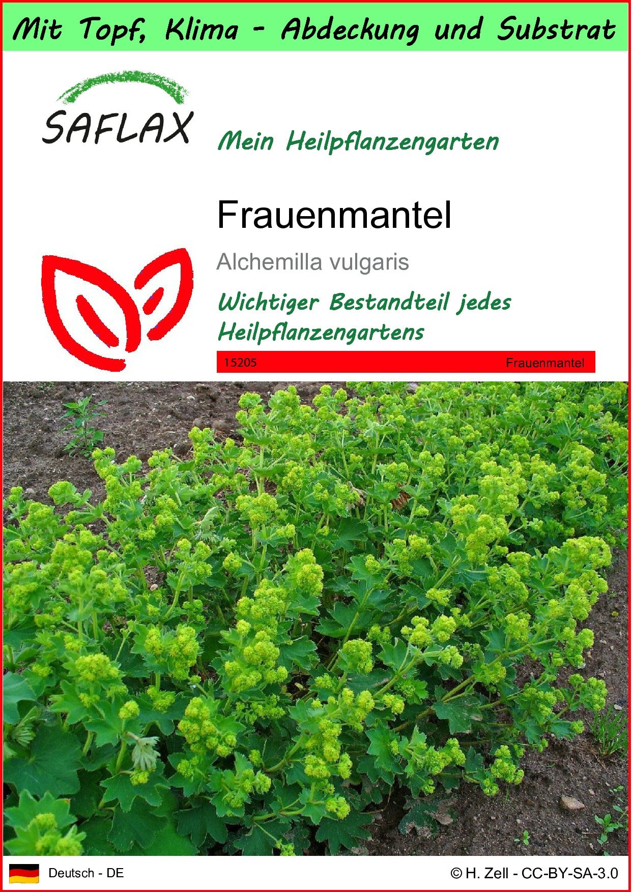 SAFLAX Blumensamen SAFLAX - Garden to go - Frauenmantel