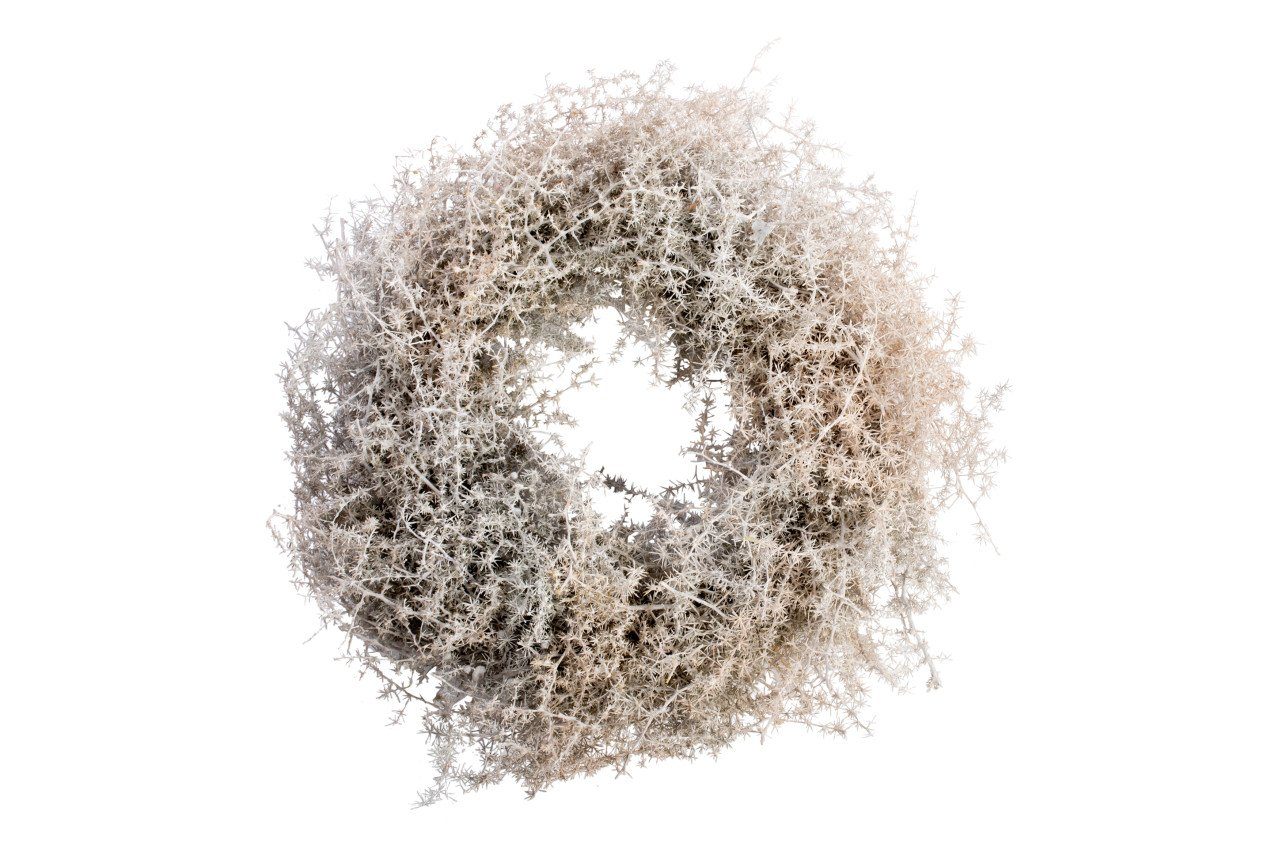 Imkerei Freese Weihnachtsfigur Freese Asparagus-Kranz gewachst weiß Ø 45 x günstig online kaufen