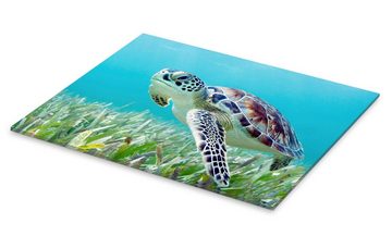 Posterlounge Acrylglasbild M. Swiet, Grüne Meeresschildkröte, Jungenzimmer Maritim Fotografie