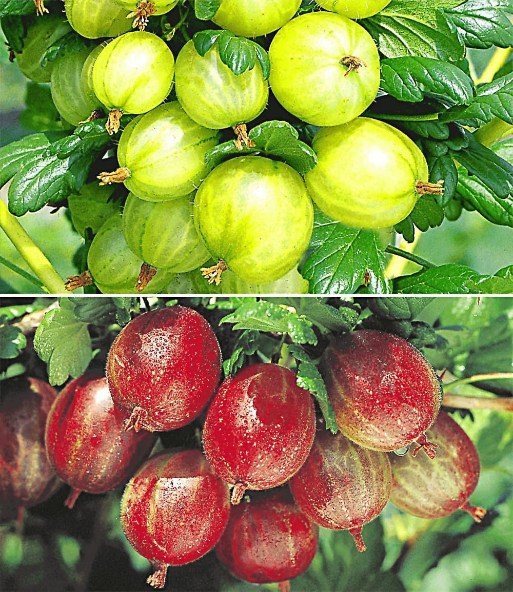 BALDUR Garten Obstpflanze Stachelbeer-Sträucher-Set, 2 St., Selbstbefruchtend,winterhart, mehrjährig, pflegeleicht