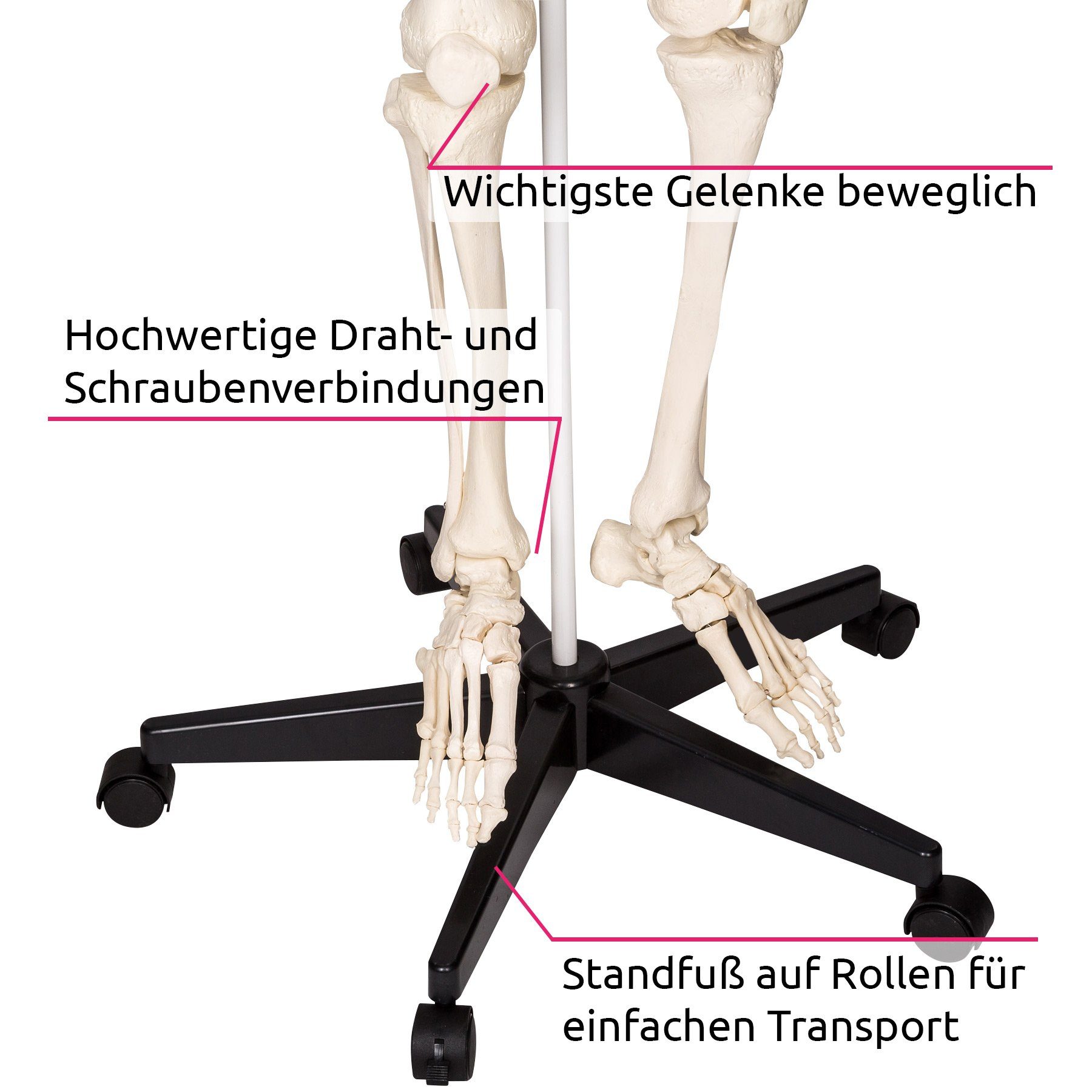 tectake Dekoobjekt Lebensgroßes anatomisches Modell - Tollund (Skelettmodell Tollund, in weiß), Abnehmbare Arme und Beine, Standfuß mit Rollen