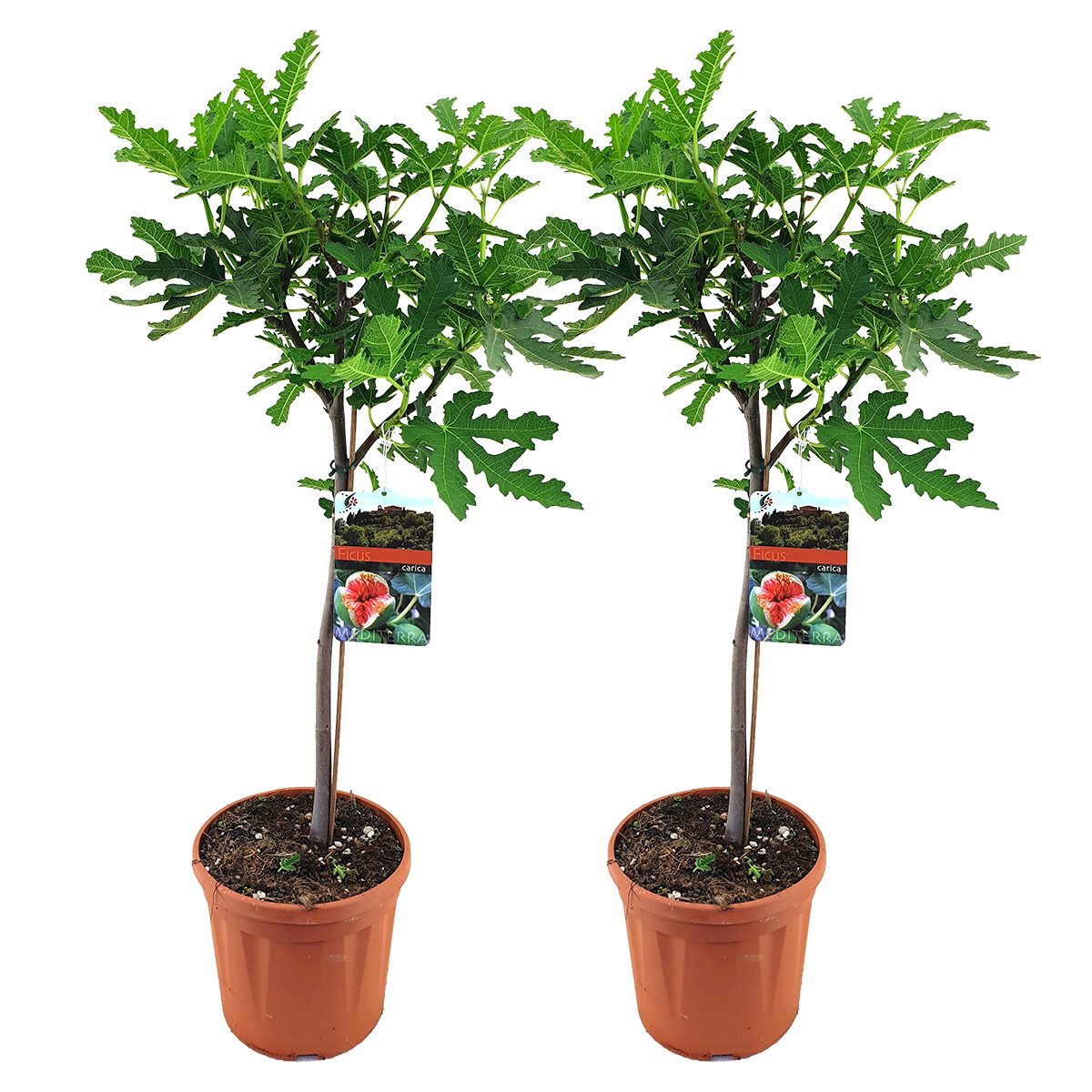 Bloomique Staude Bloomique - 2er-Set - Ficus Carica Brown Turkey - Feigenbaum - Obstbäu, 2 St.