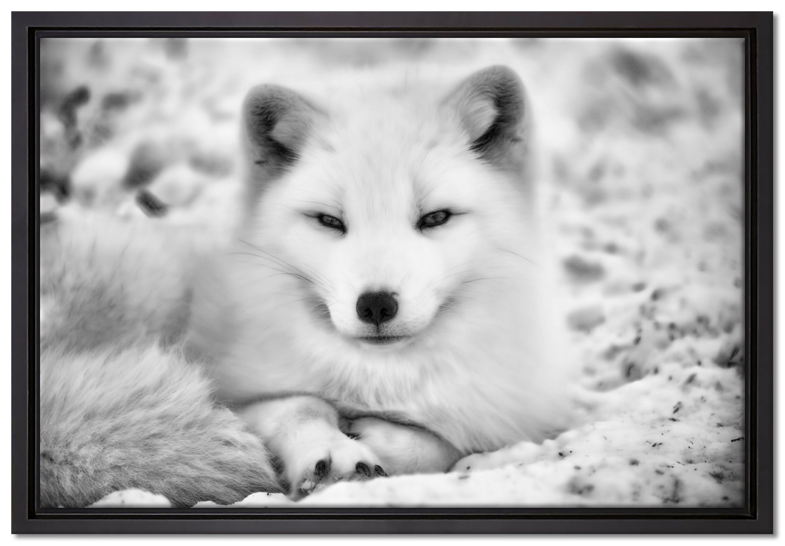 Pixxprint Leinwandbild Weißer Fuchs, Wanddekoration (1 St), Leinwandbild fertig bespannt, in einem Schattenfugen-Bilderrahmen gefasst, inkl. Zackenaufhänger