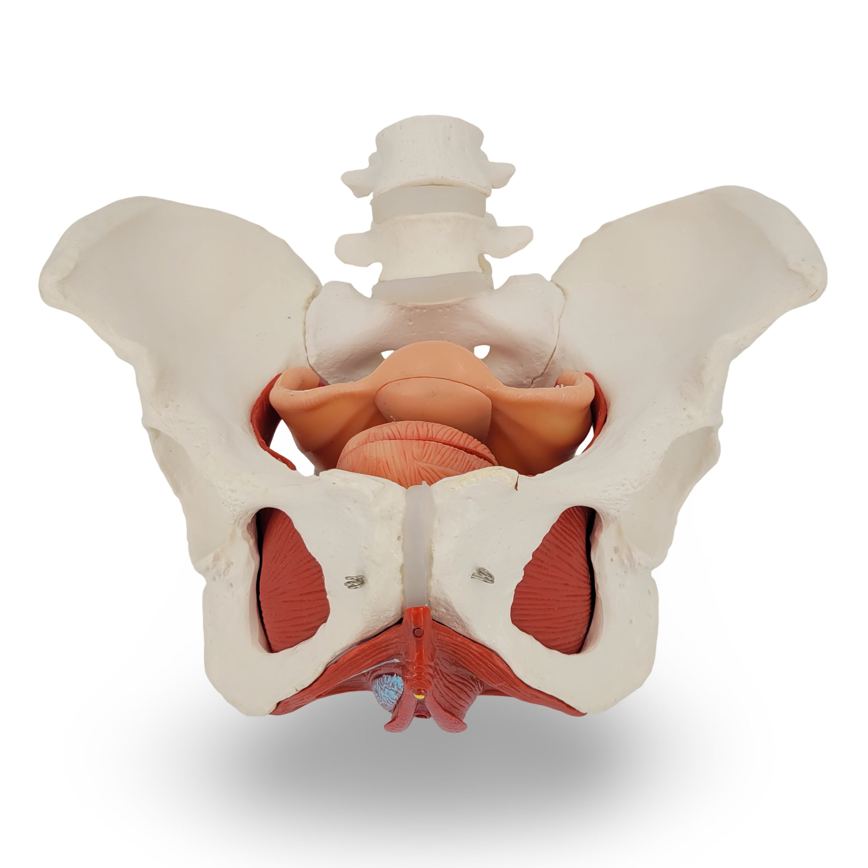 Cranstein Scientific Dekoobjekt Weibliches Becken Anatomie Modell lebensgroß 7 teilig Organe Muskeln a