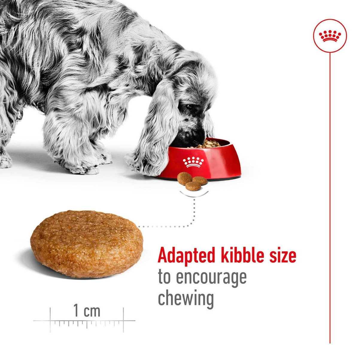 Royal Canin Medium Adult 4 kg, Trockenfutter für: Hund – Bild 4 von 4