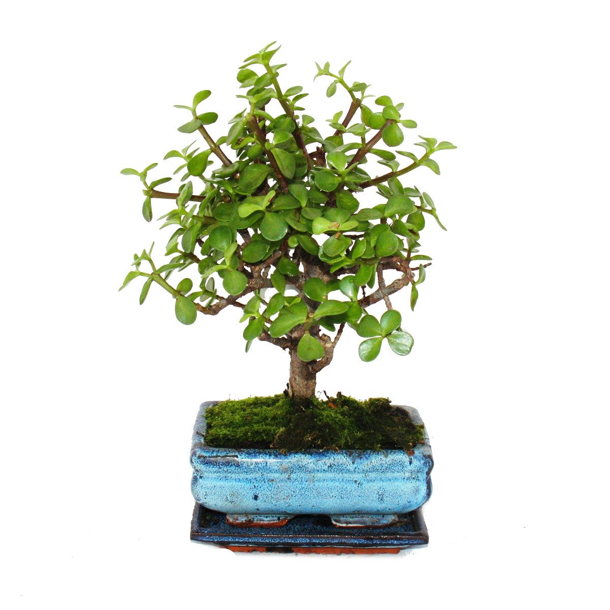 Exotenherz Zimmerpflanze Bonsai Portulacaria Afrikanischer Elefantenbaum ca günstig online kaufen