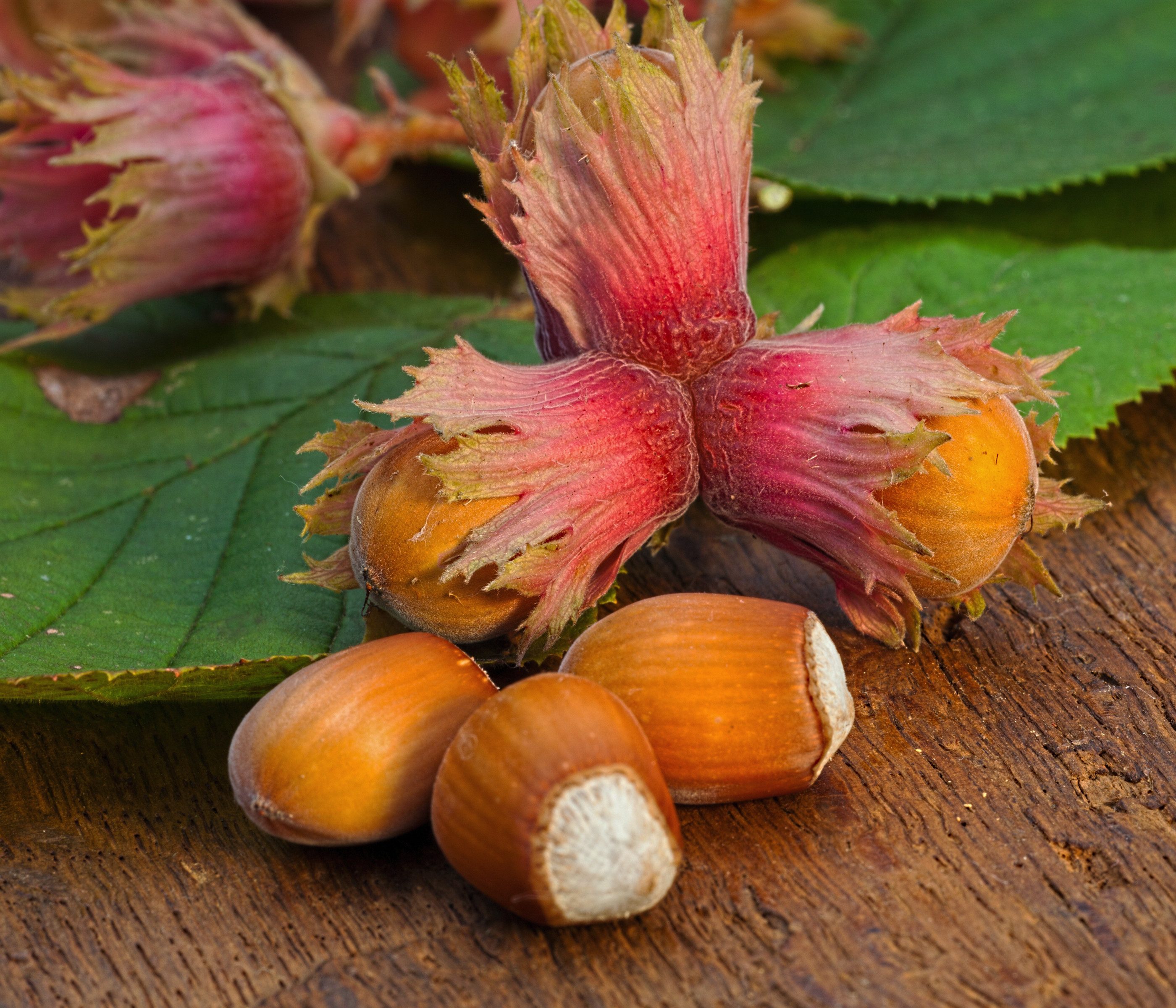 Dehner Obstpflanze Haselnuss Rote Zellernuss, Corylus avellana, ca. 80-90 cm, Zierstrauch mit großen braunen Früchten