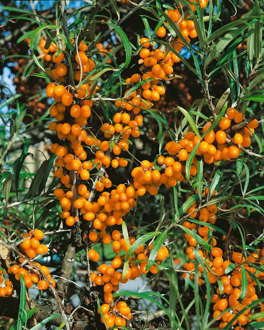 Pflanzen für Dich Obstpflanze Hippophae rham. Orange Energy, 1 St., Sanddorn, Fasanenbeere, orange Beeren, vitaminreich