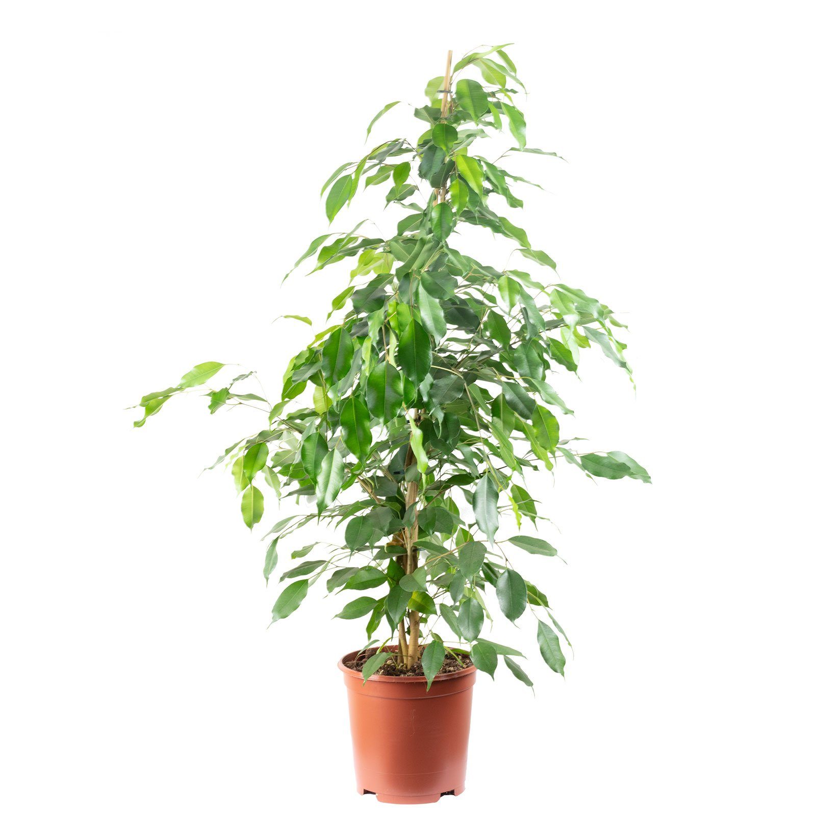 Flowerbox Zimmerpflanze Birkenfeige "Forever-Mix" - Ficus benjamini, - Höhe ca. 110 cm, Topf-Ø 21 cm. € 49,79