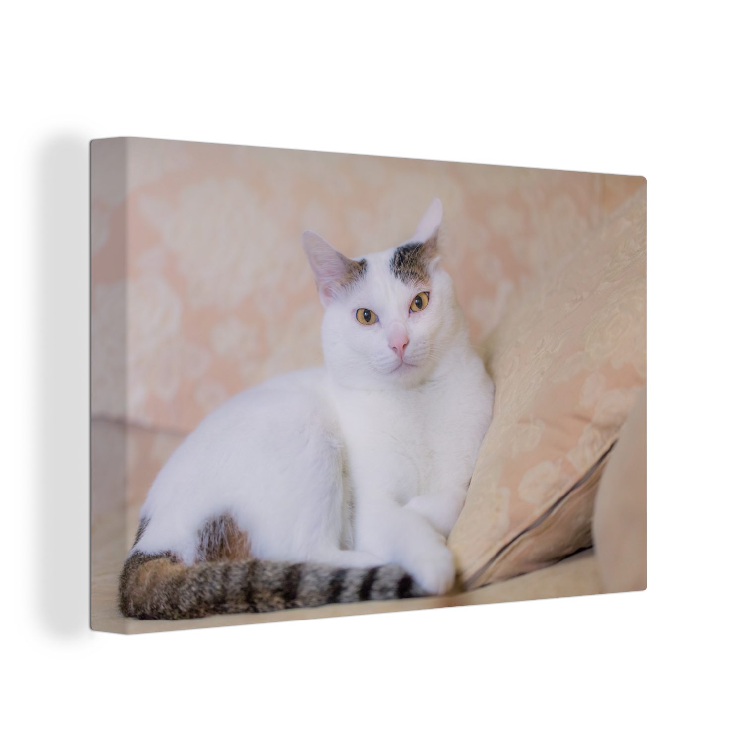 OneMillionCanvasses® Leinwandbild Katze - Weiß - Bank - Mädchen - Kinder - Jungen - Kinder, (1 St), Wandbild Leinwandbilder, Aufhängefertig, Wanddeko, 30x20 cm bunt