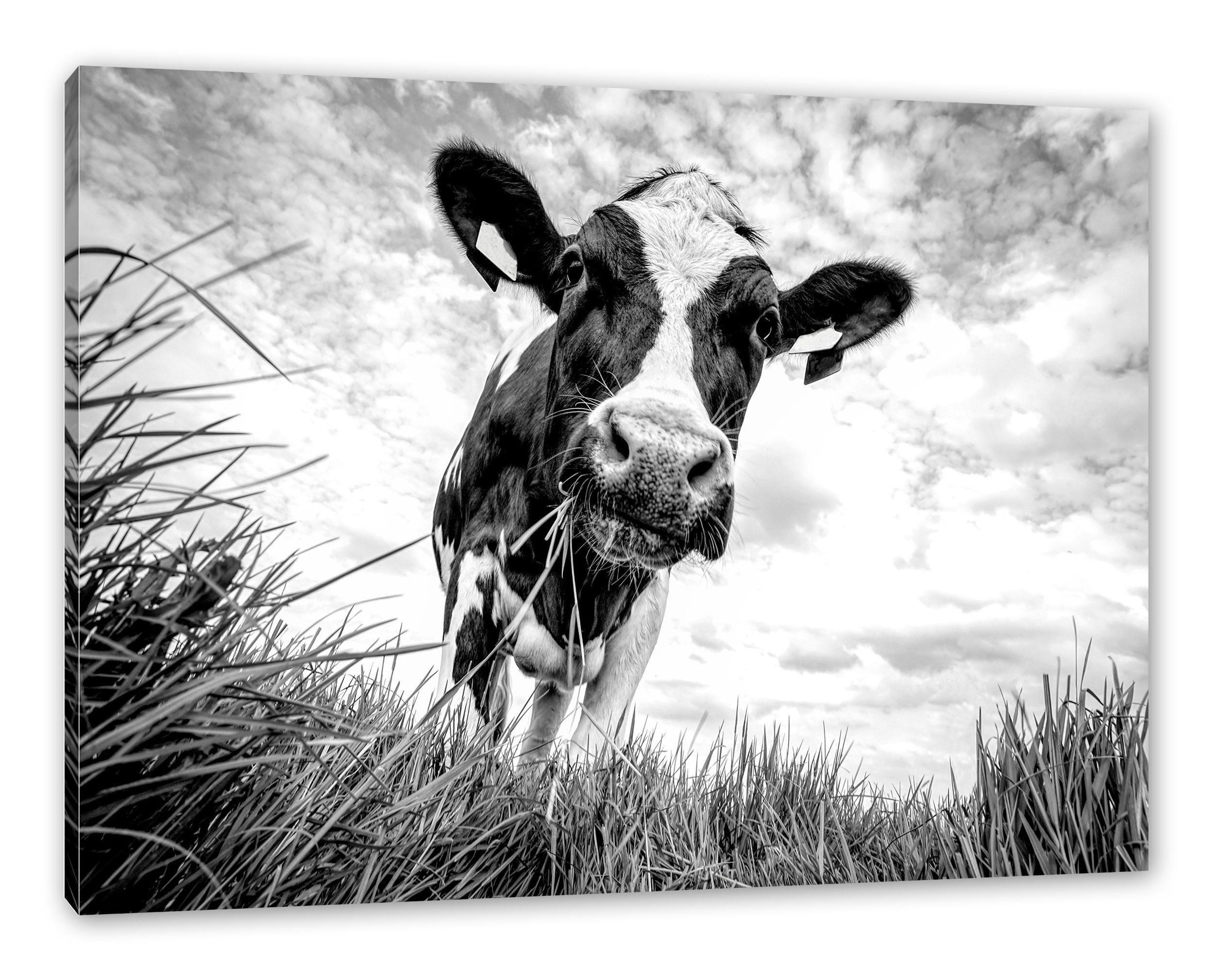 Leinwandbild Nahaufnahme Grasende Kuh auf Weide, Monochrome