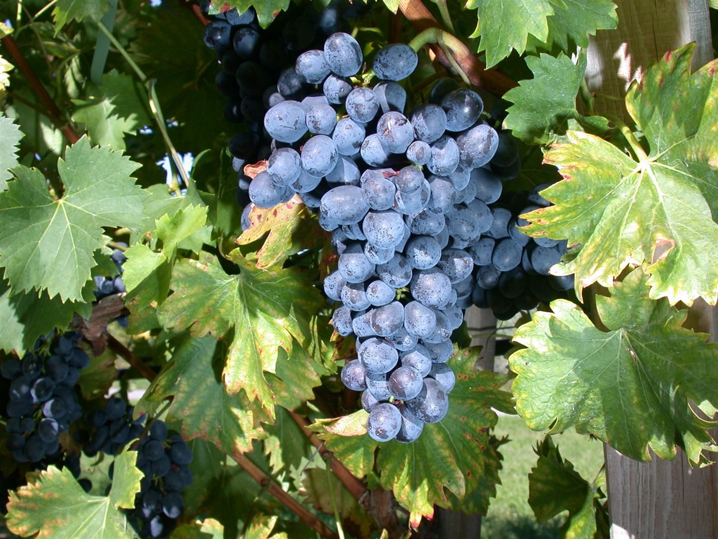 Pflanzen für Dich Obstpflanze Vitis vinifera Nero, 1 St., Weinrebe, Tafeltraube, dunkelblau, pilzresistent