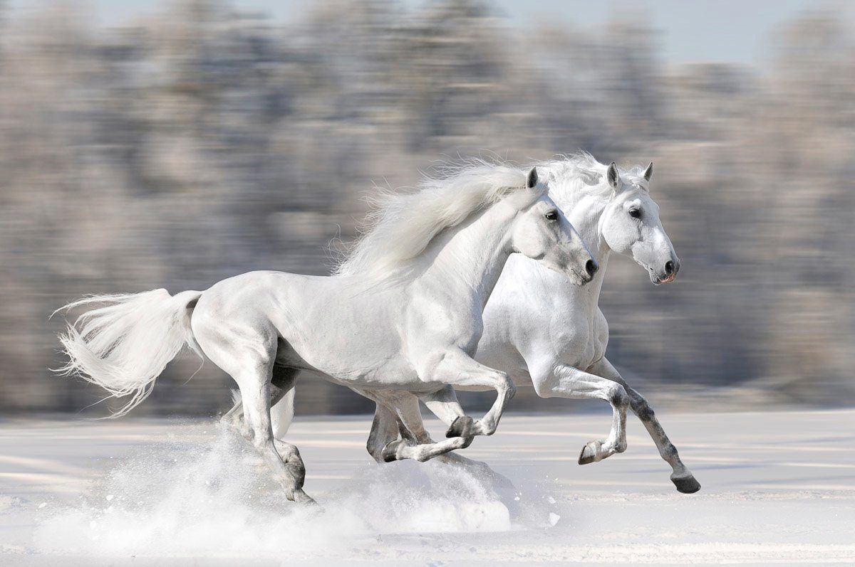 Papermoon Fototapete Weiße Pferde