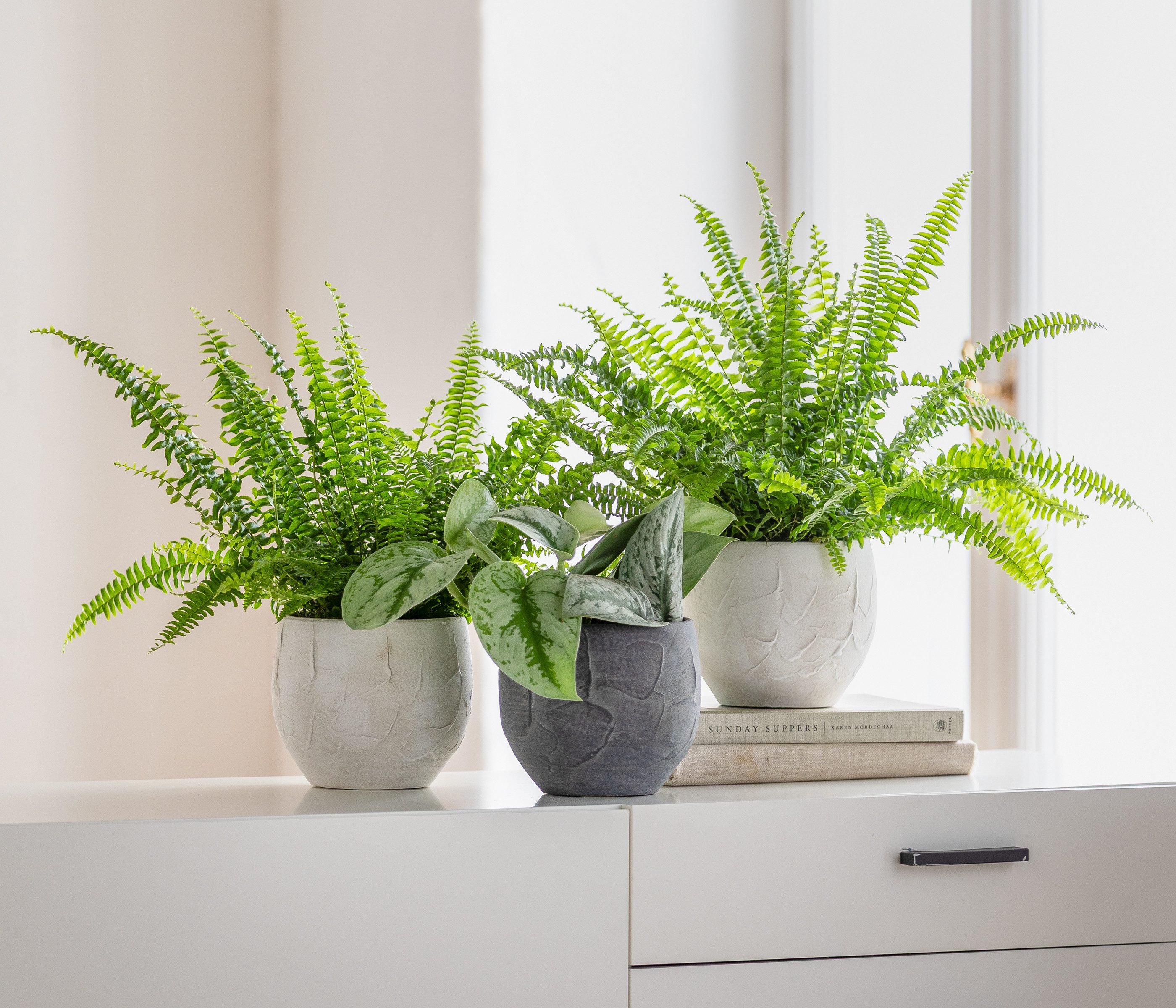 Dehner Übertopf Alessio, aus hochwertiger Keramik, günstig online kaufen