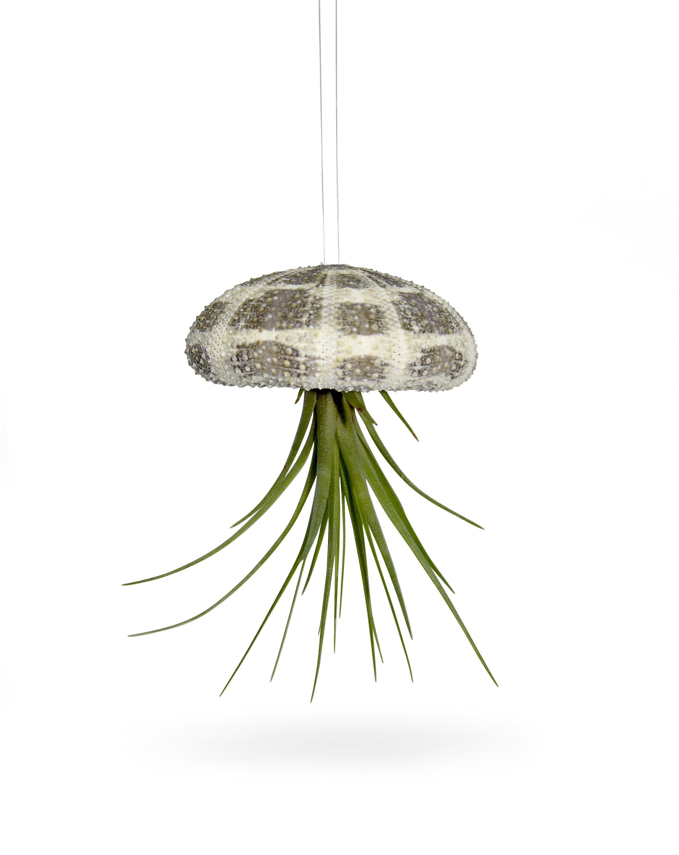 meinvipshop Hängedekoration Seeigelgehäuse mit echter Tillandsia 1er Set grün (2 St., 1x Seeigel 1x Tillansia), handgefertigt, Dekoration, Wohnzimmer, Gartendeko, Balkondekoration