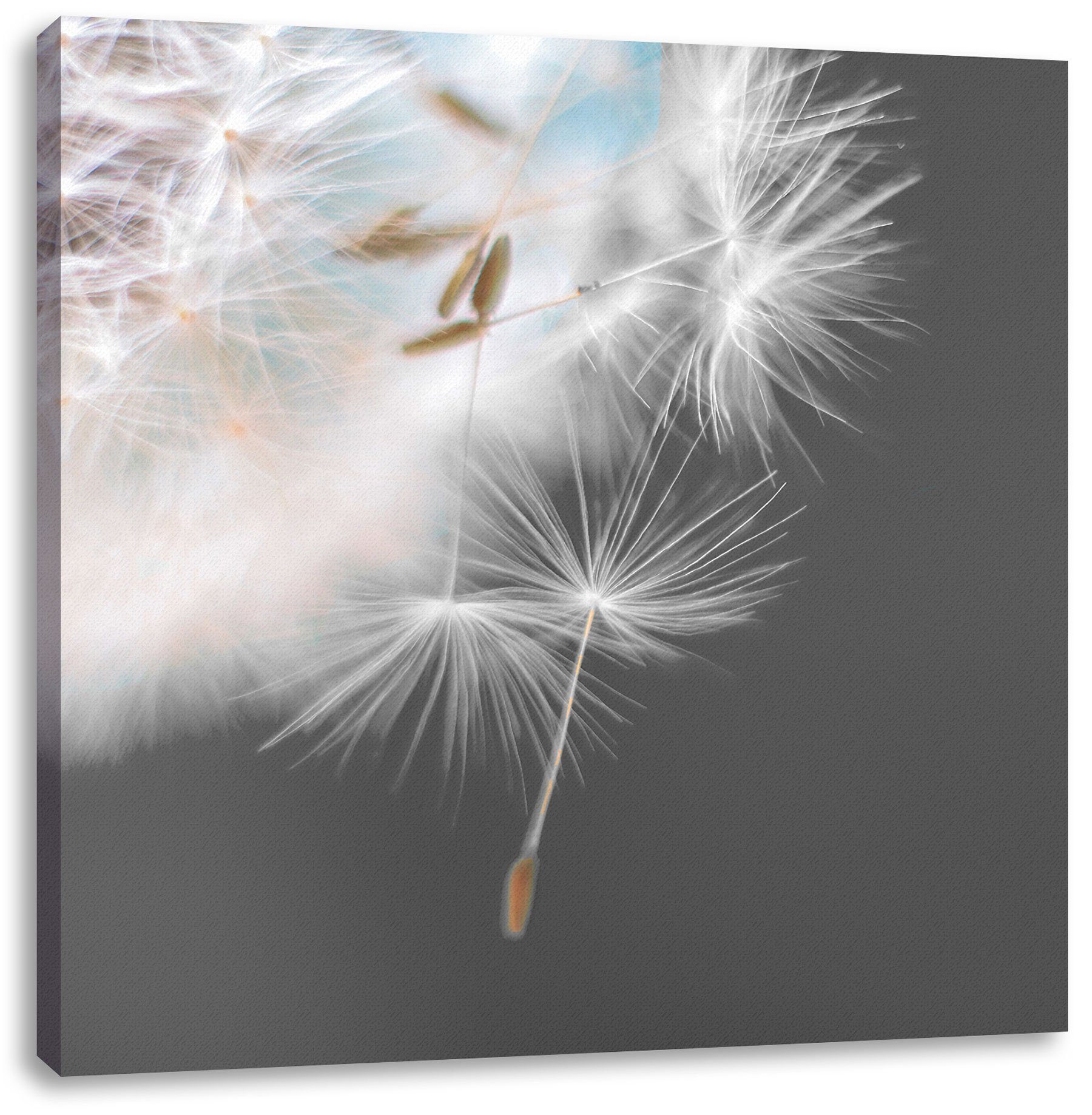 Pixxprint Leinwandbild hübsche Pusteblume, hübsche Pusteblume (1 St), Leinwandbild fertig bespannt, inkl. Zackenaufhänger