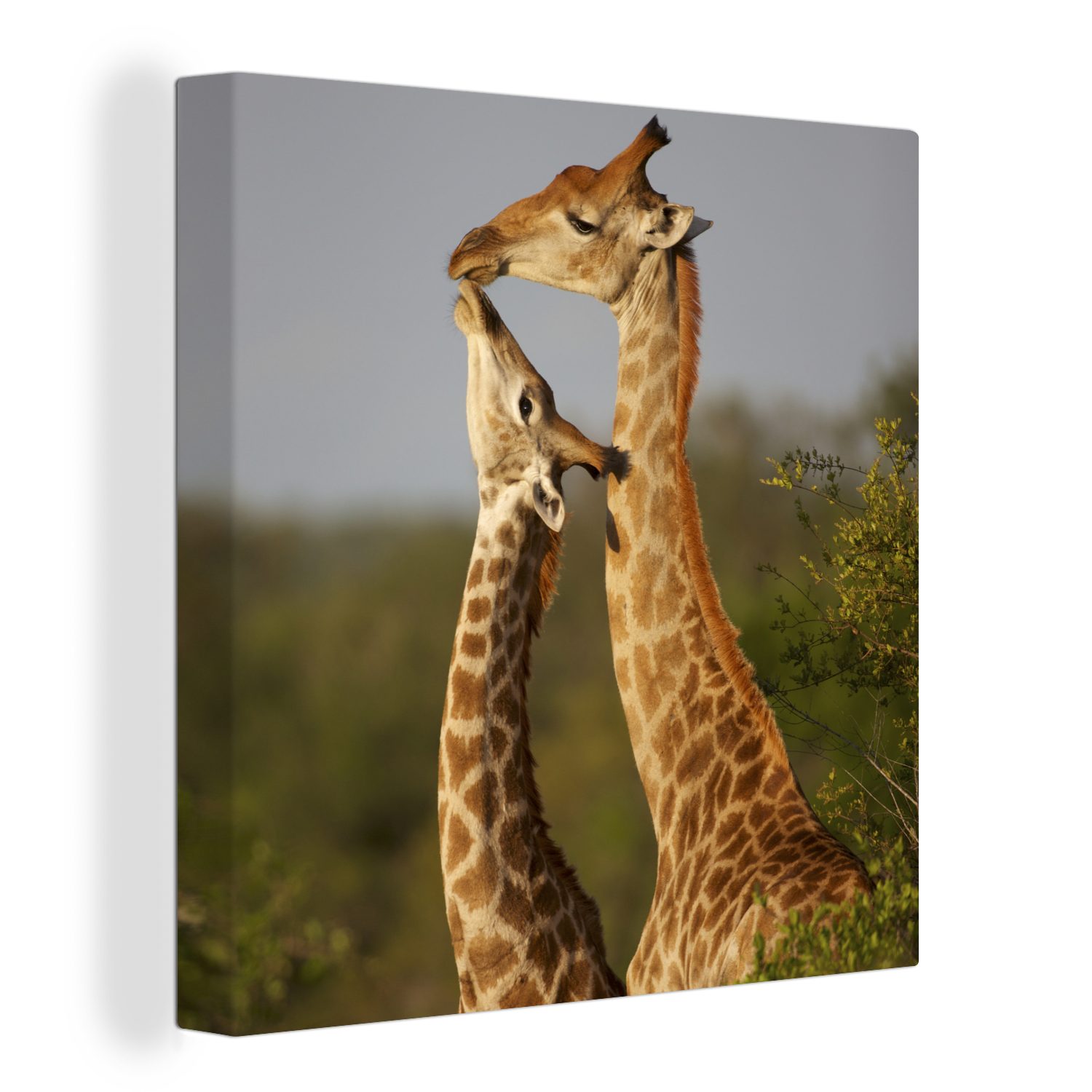 OneMillionCanvasses® Leinwandbild Giraffe - Baum - Kalb - Porträt, (1 St), Leinwand Bilder für Wohnzimmer Schlafzimmer