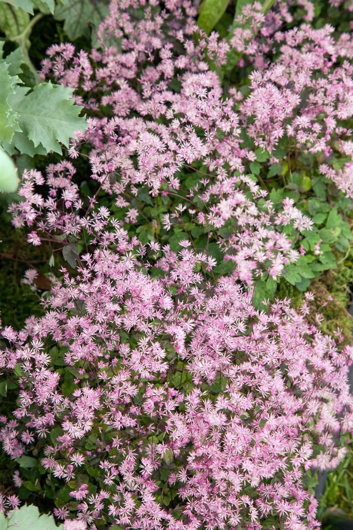 Pflanzen für Dich Staude Thalictrum kiusianum, 1 St., Wiesenraute