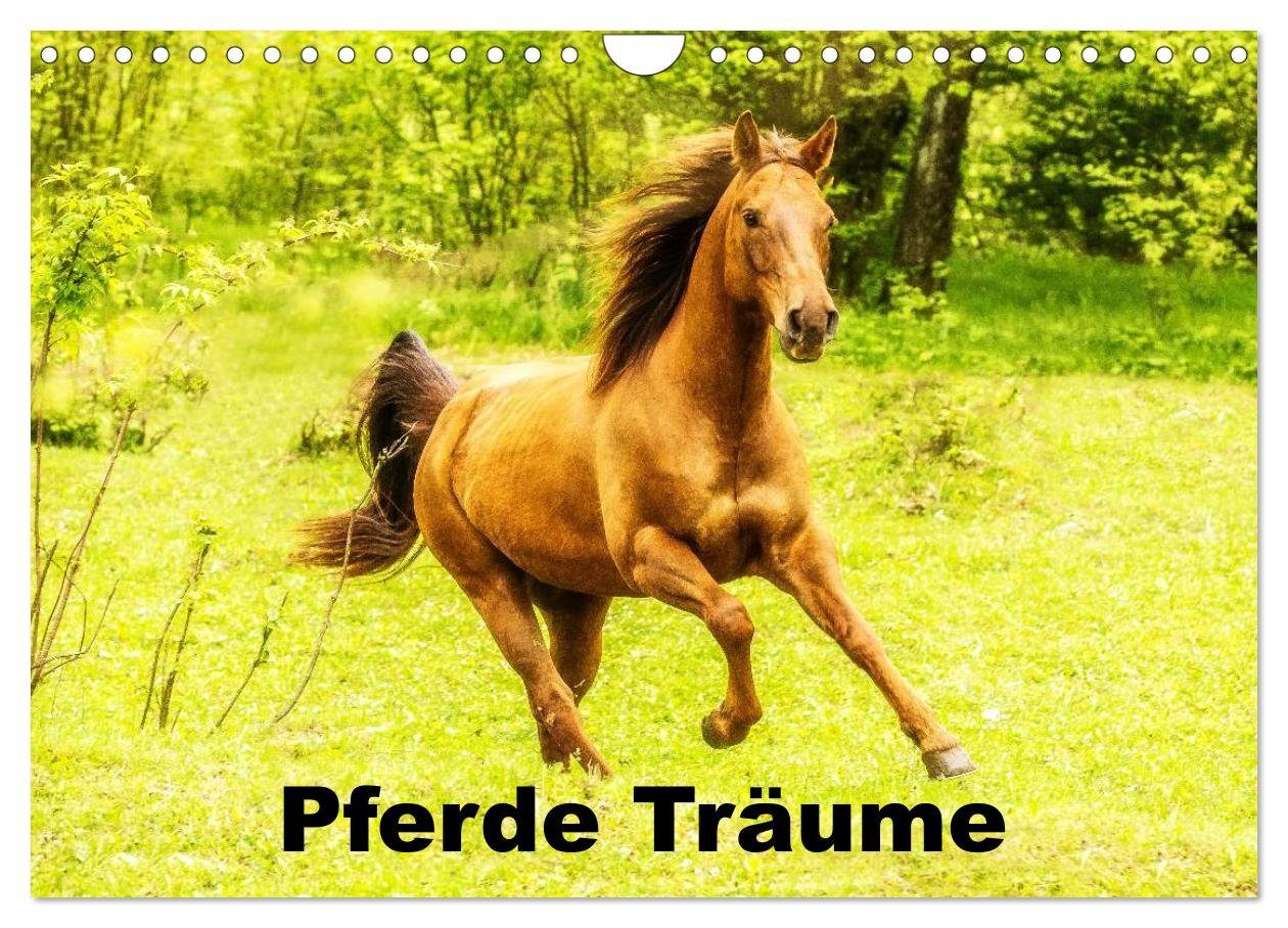 CALVENDO Wandkalender Pferde Träume (Wandkalender 2024 DIN A4 quer), CALVENDO Monatskalender