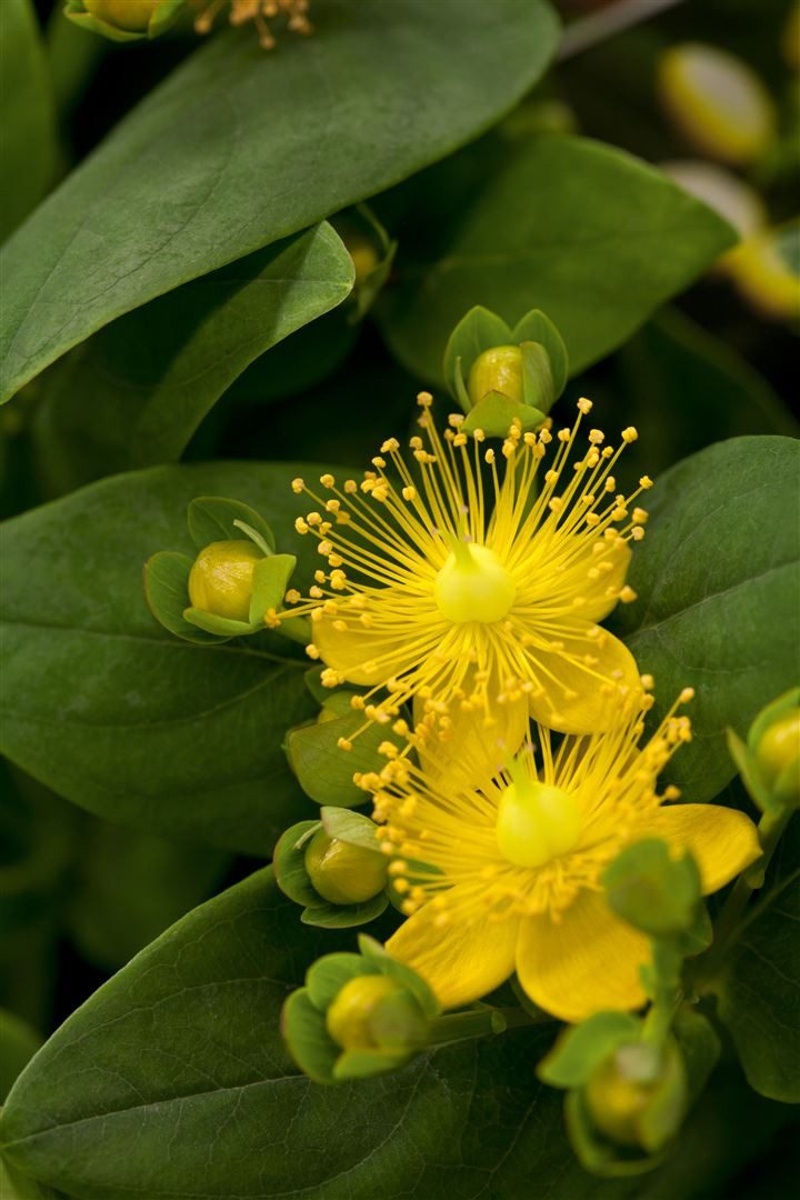Pflanzen für Dich Staude Hypericum calycinum Rose von Sharon, 1 St., Niedriges Johanniskraut, Immergrün-Johanniskraut
