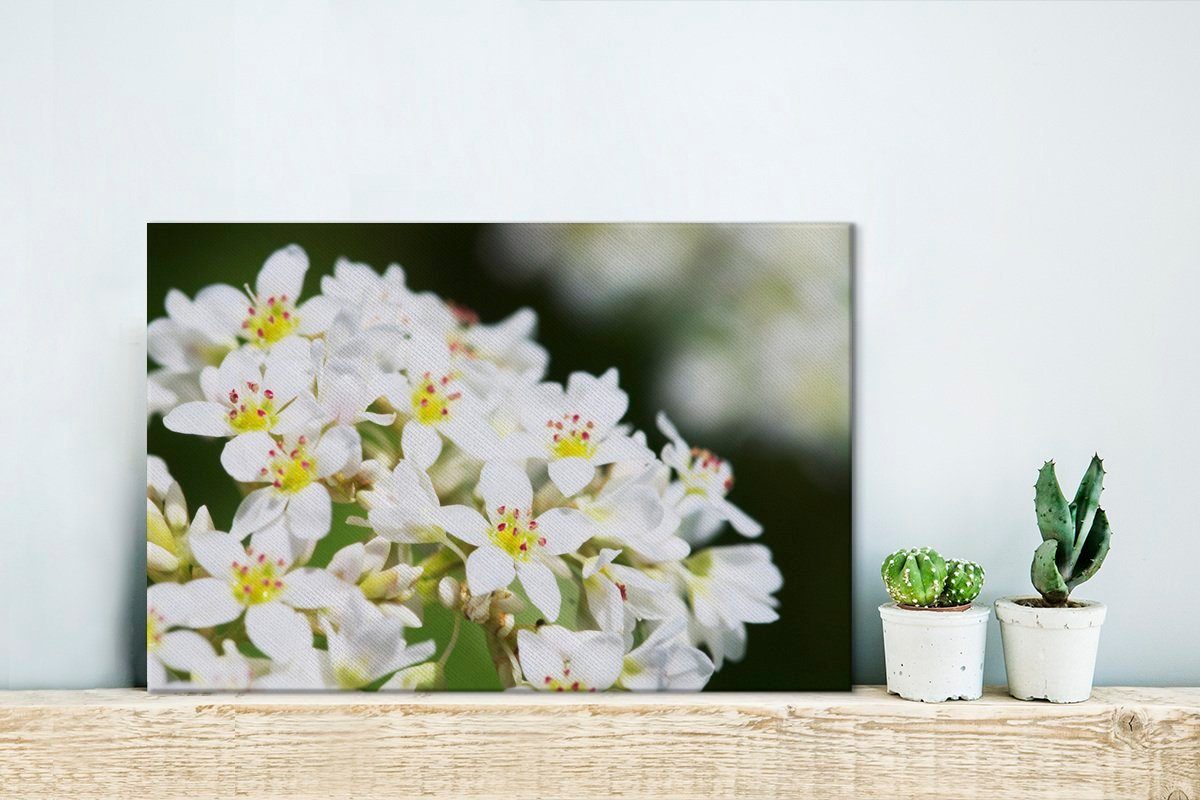 Japan, St), in Buchweizenblüten (1 Weiße Wanddeko, 30x20 Aufhängefertig, OneMillionCanvasses® Leinwandbild cm Wandbild Leinwandbilder,