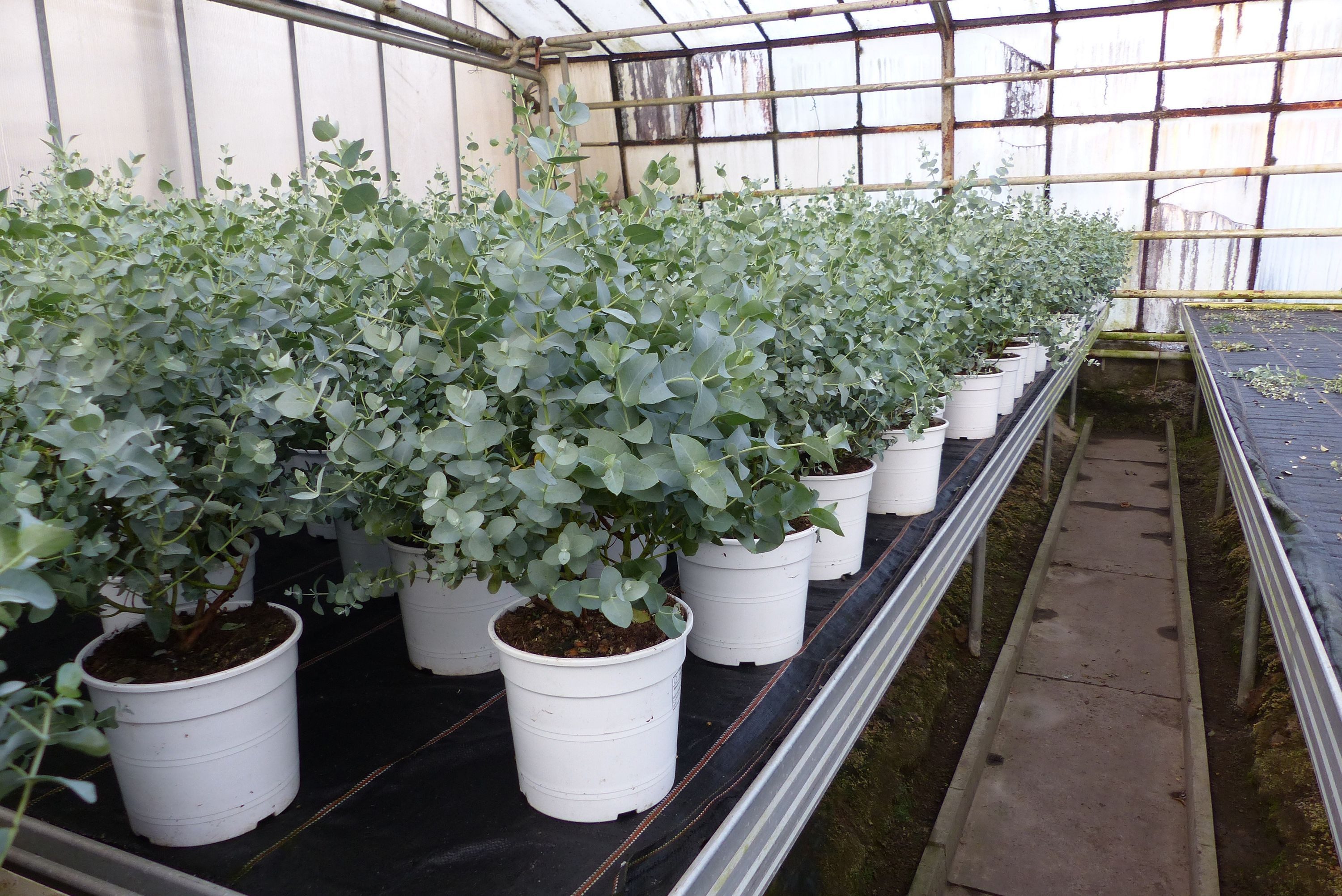 gruenwaren jakubik Gehölze Eucalyptus Gunnii Busch Kugel Eukalyptusbaum, Hö günstig online kaufen