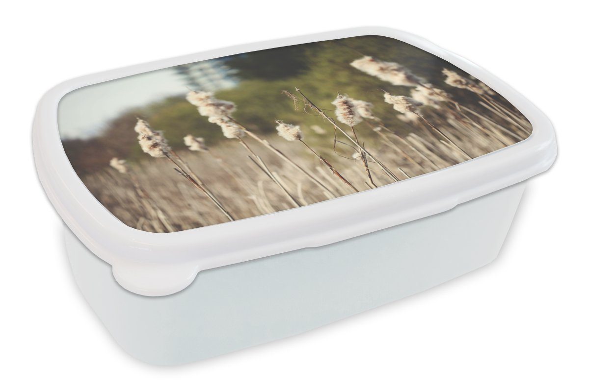 MuchoWow Lunchbox Baumwolle - Sonne - Pflanzen, Kunststoff, (2-tlg), Brotbox für Kinder und Erwachsene, Brotdose, für Jungs und Mädchen weiß
