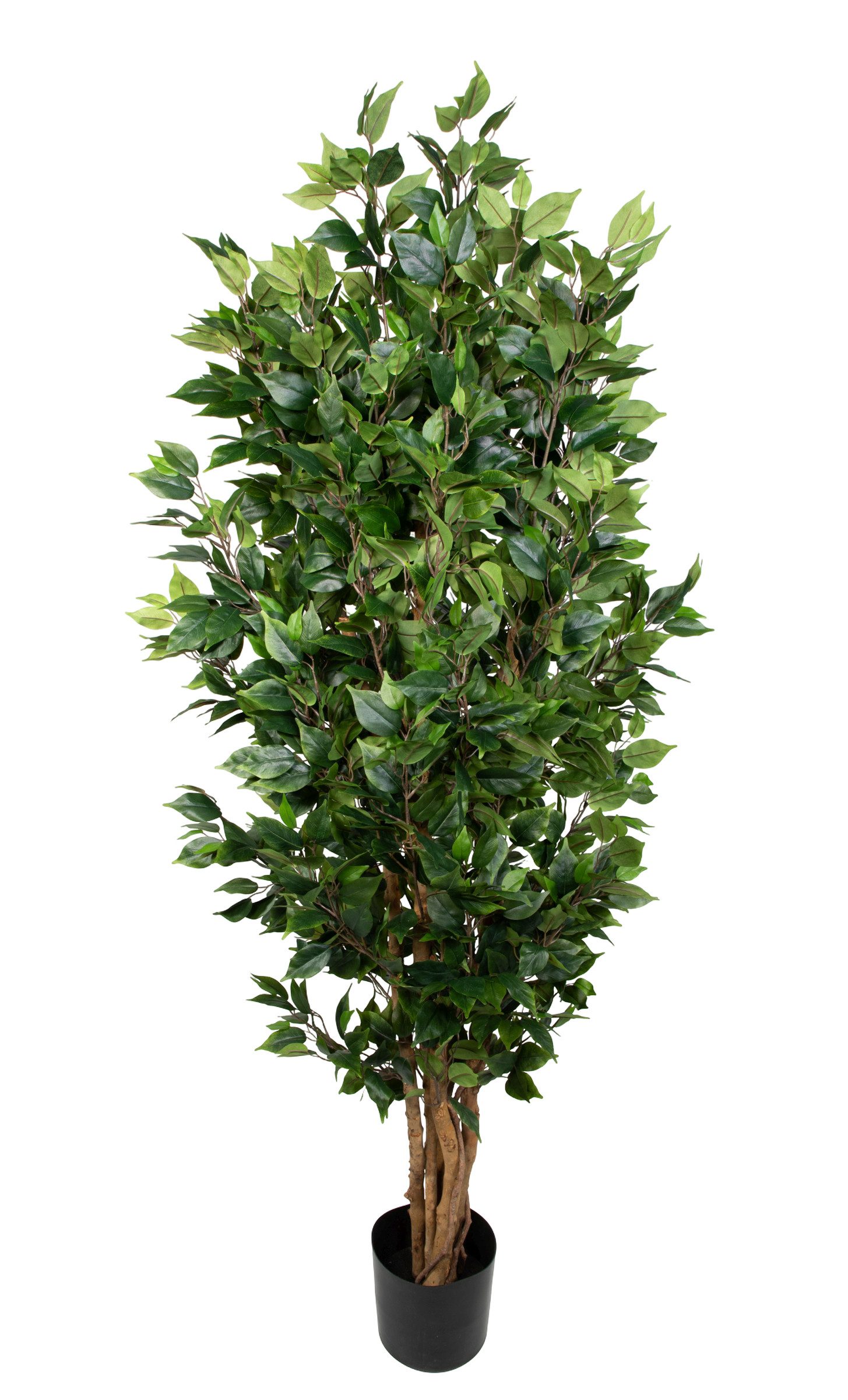 Kunstbaum Ficus Nitida 180cm grün LA Kunstbaum Dekobaum künstlicher Baum, Seidenblumen Roß, Höhe 180 cm, Grün
