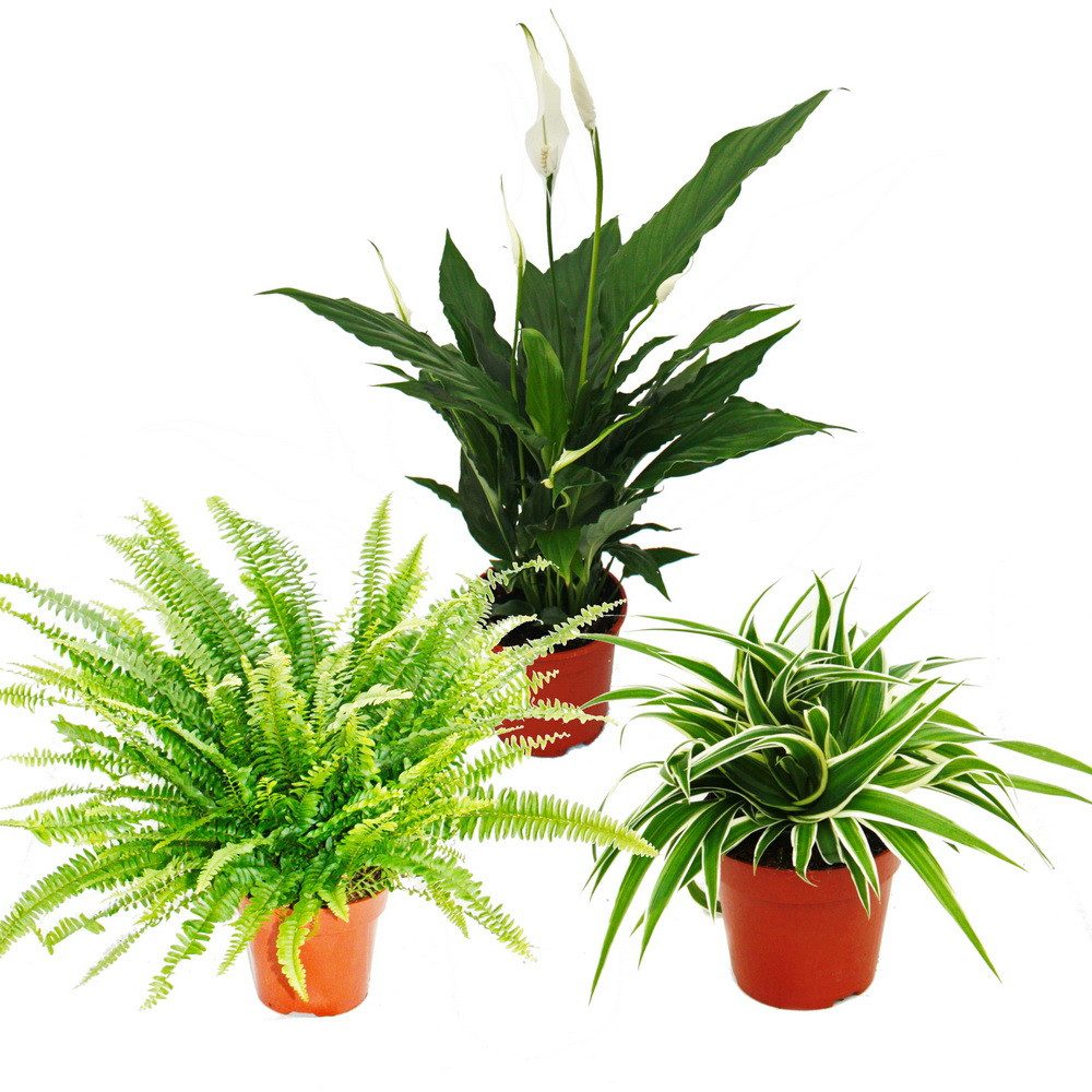 Exotenherz Zimmerpflanze Pflanzen-Trio Luftreiniger Nephrolepis-Spathiphyllum-Chlorophytum