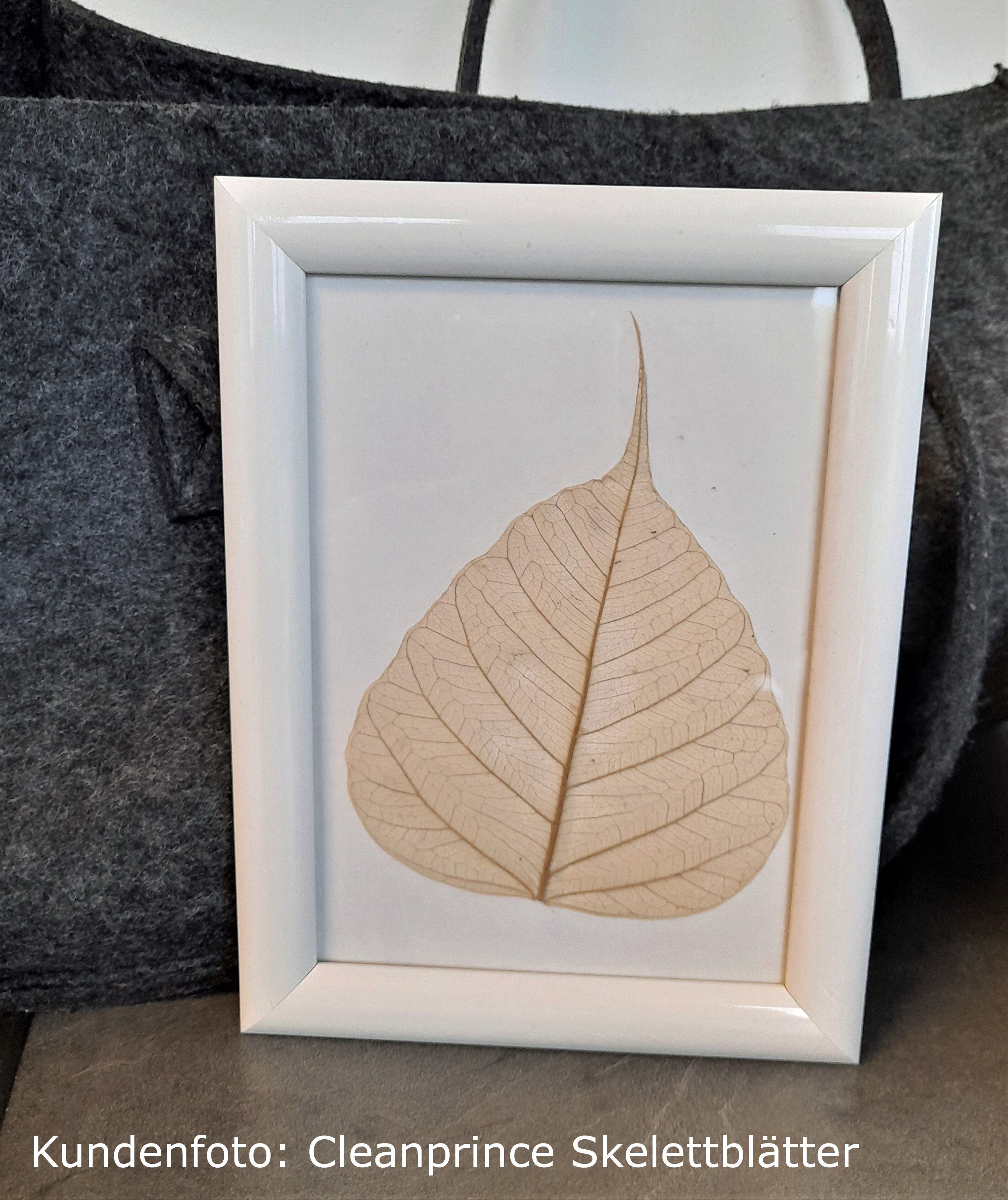 Trockenblume Skelettblätter natur, vom echten Buddhabaum, günstig online kaufen