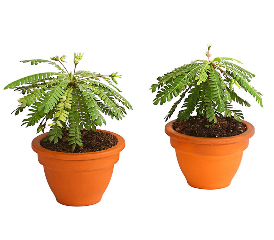 Dehner Zimmerpflanze Südseepalme 2er-Set, Biophytum sensitivum, Rarität, Ø Topf je 9 cm