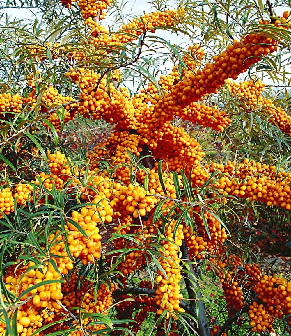 BALDUR Garten Obstpflanze Sanddorn 'Orange Energy®' Paar, 2 St., Sauerdorn,winterhart, mehrjährig, essbar