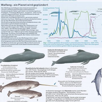 Close Up Poster Wale und Delfine Poster deutsch DIN A1 84,1 x 59,4 cm