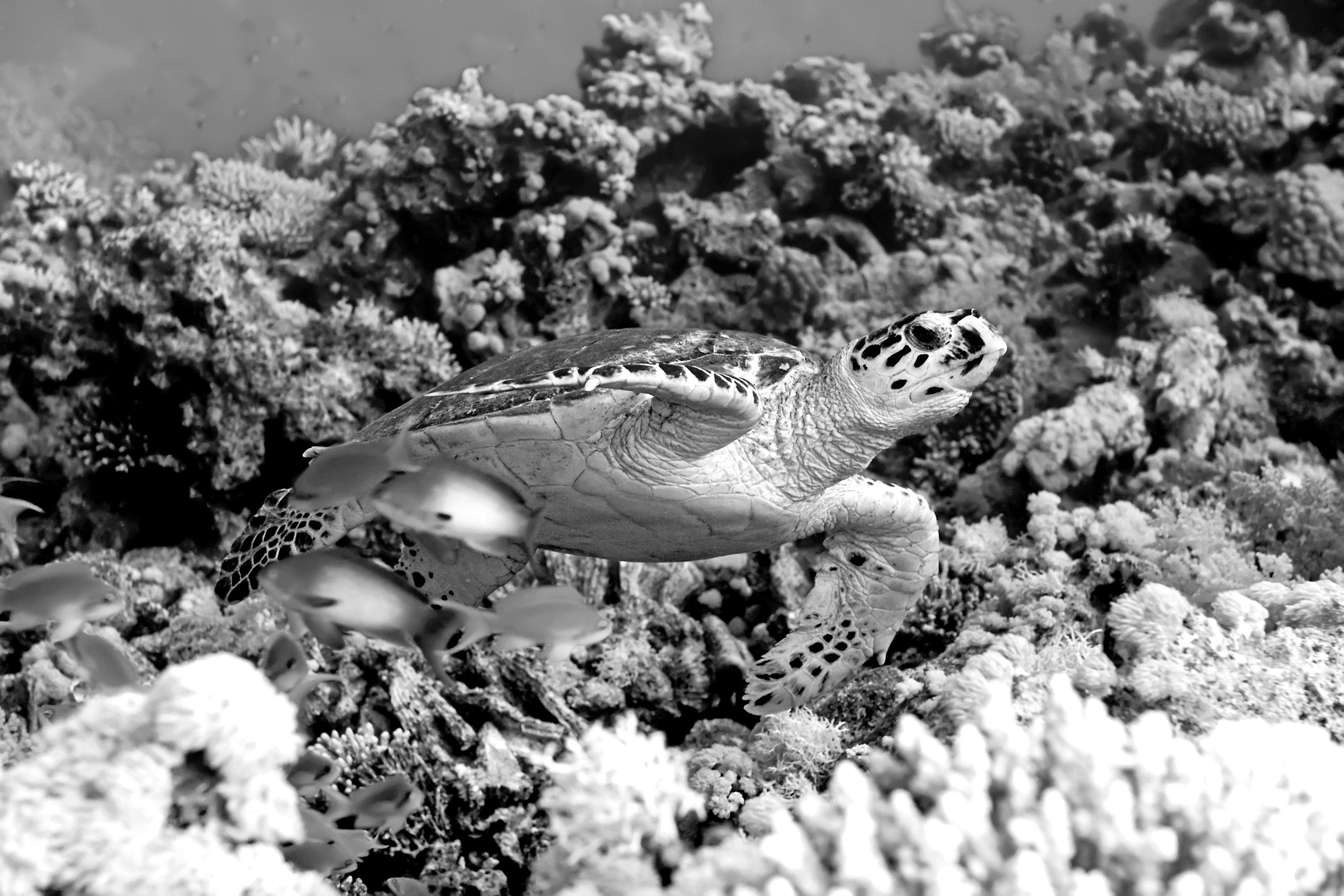 Papermoon Fototapete Schildkröte Schwarz & Weiß