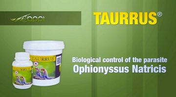 M&S Reptilien Terrarium TAURRUS, Raubmilben zur Milbenbekämpfung (M, 80 g für 1-2 Tiere)