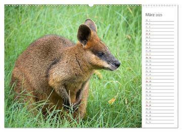 CALVENDO Wandkalender Die einzigartige Tierwelt von Australien (Premium, hochwertiger DIN A2 Wandkalender 2023, Kunstdruck in Hochglanz)