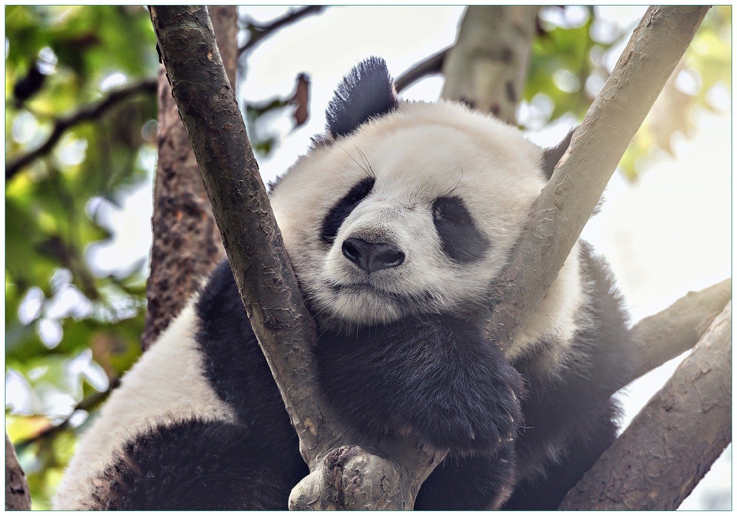 Vliestapete Schlafender Panda in einem Baum
