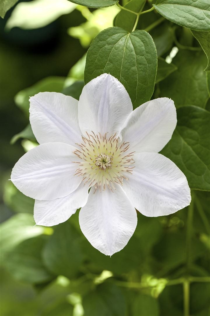 Pflanzen für Dich Kletterpflanze Clematis Hybride Apollonia, 1 St., Waldrebe, weißblühend, kletterpflanze