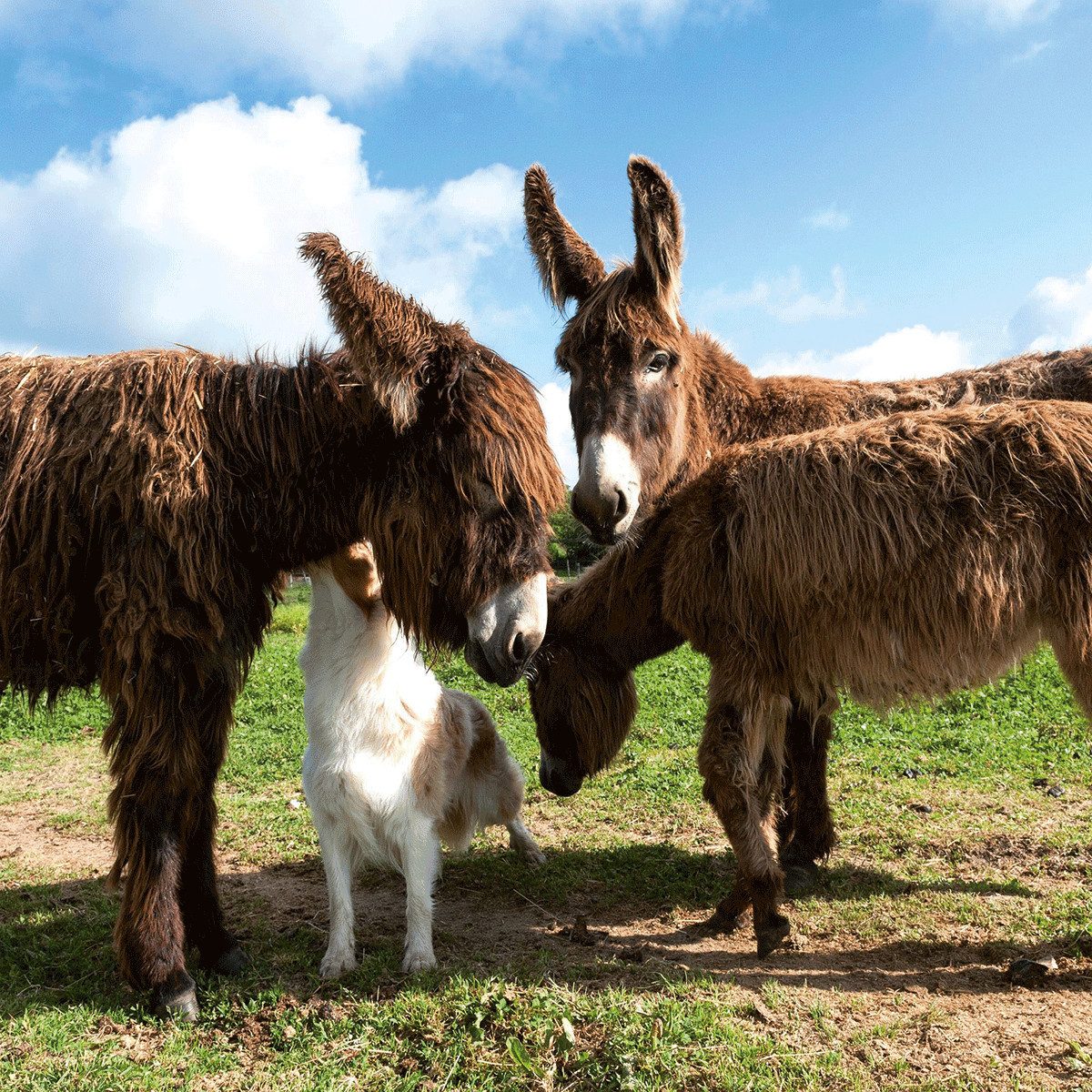 Wandkalender Tiere vom Bauernhof / Farm Animals 2027: Kalender 2027 (Artwork Edi