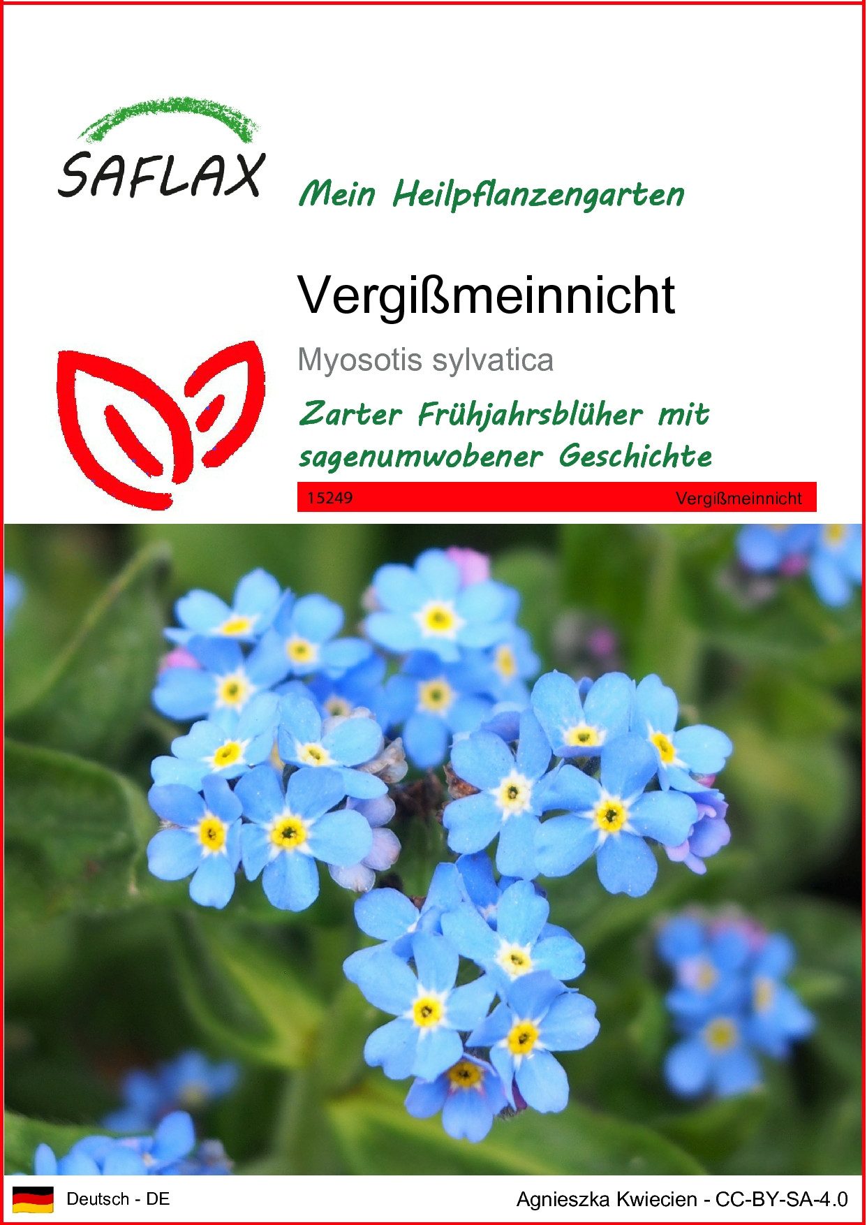 SAFLAX Blumensamen SAFLAX - Samen - Vergißmeinnicht