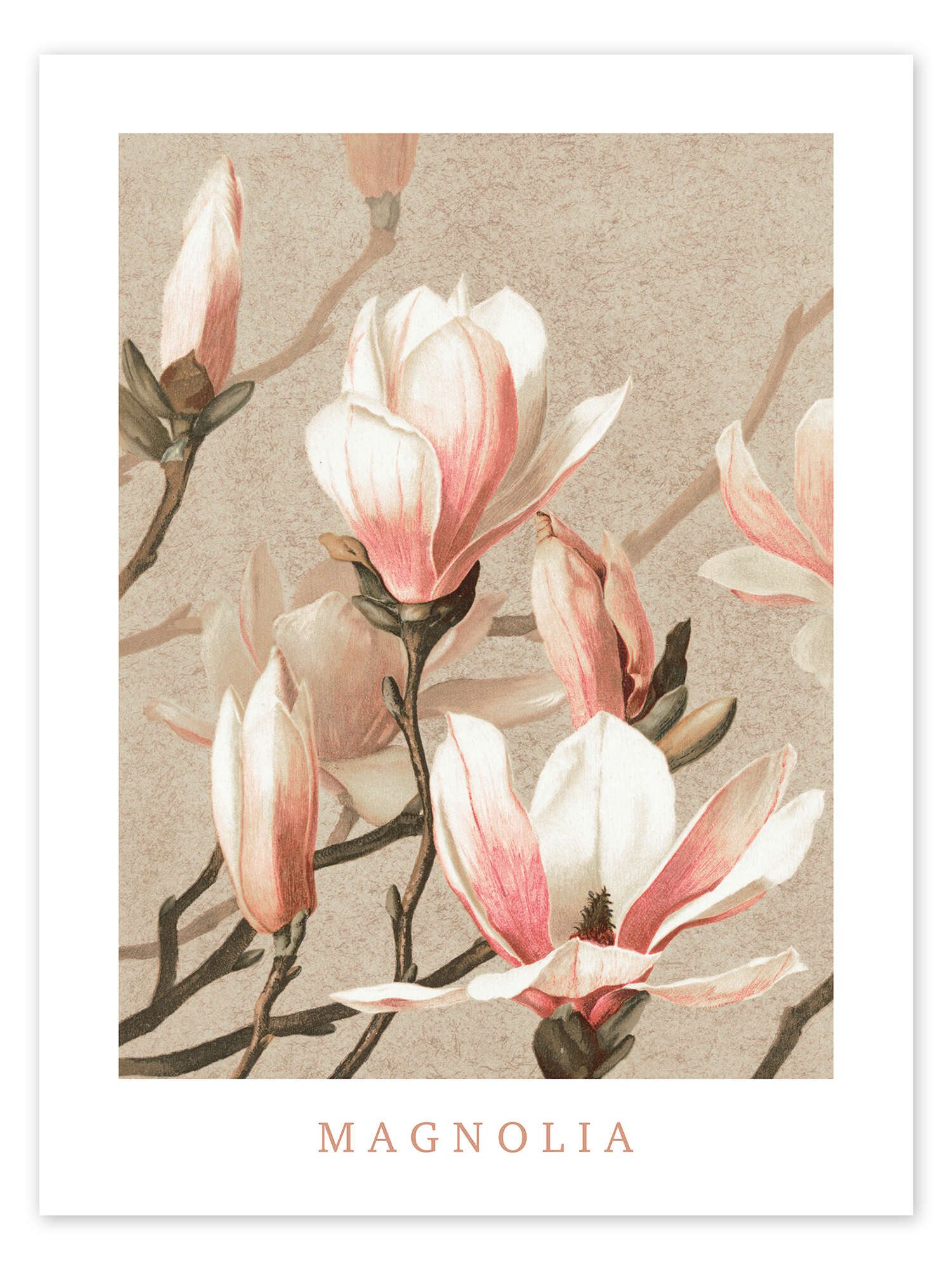 Posterlounge Wandbild Magnolia, Vintage Educational Collection, erhältlich als Poster, Leinwandbild, Wandsticker oder Acrylglasbild